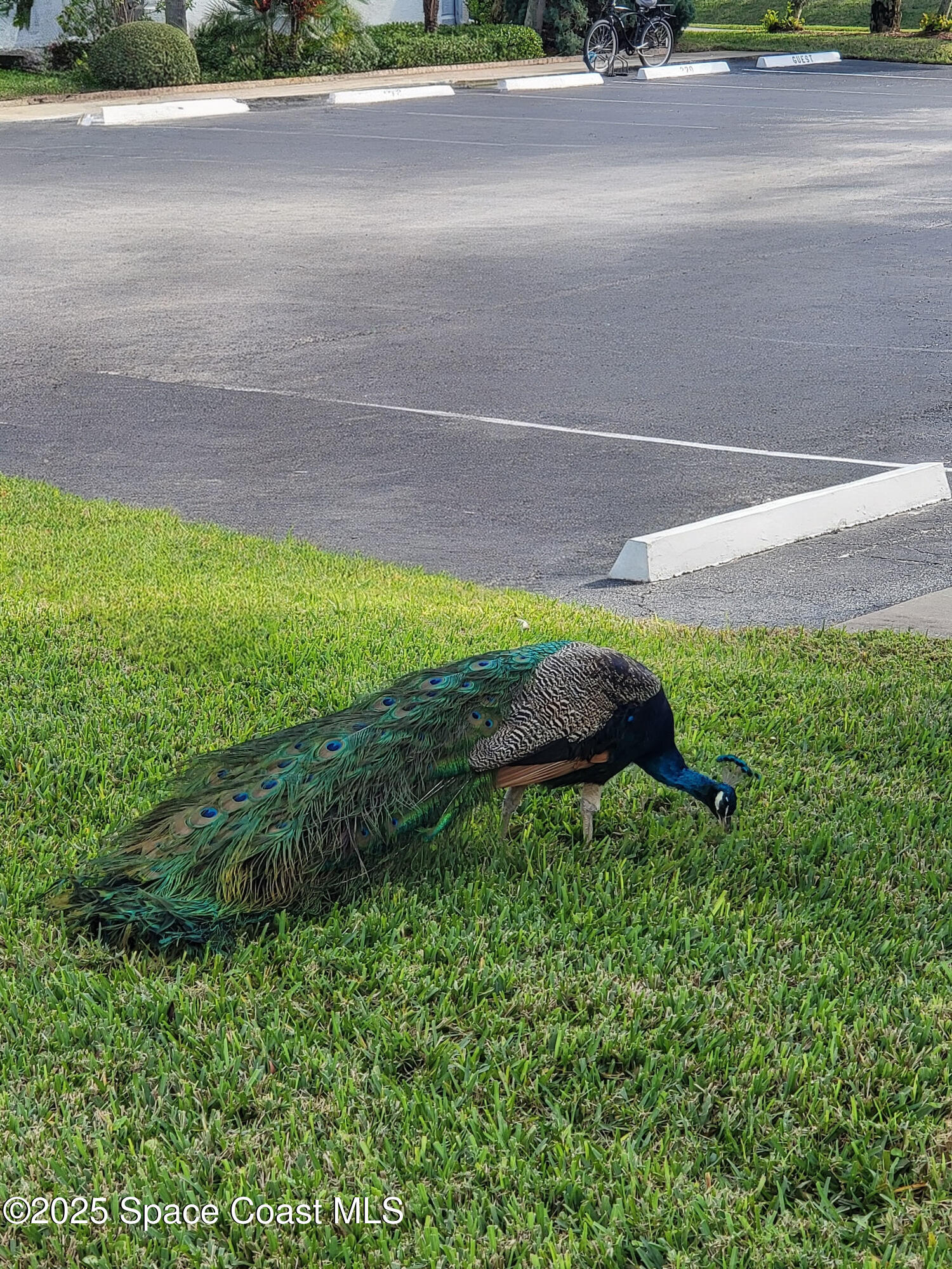 Cape Canaveral, Florida, 32920, United States, 3 Bedrooms Bedrooms, ,2 BathroomsBathrooms,Residential,For Sale,2001805