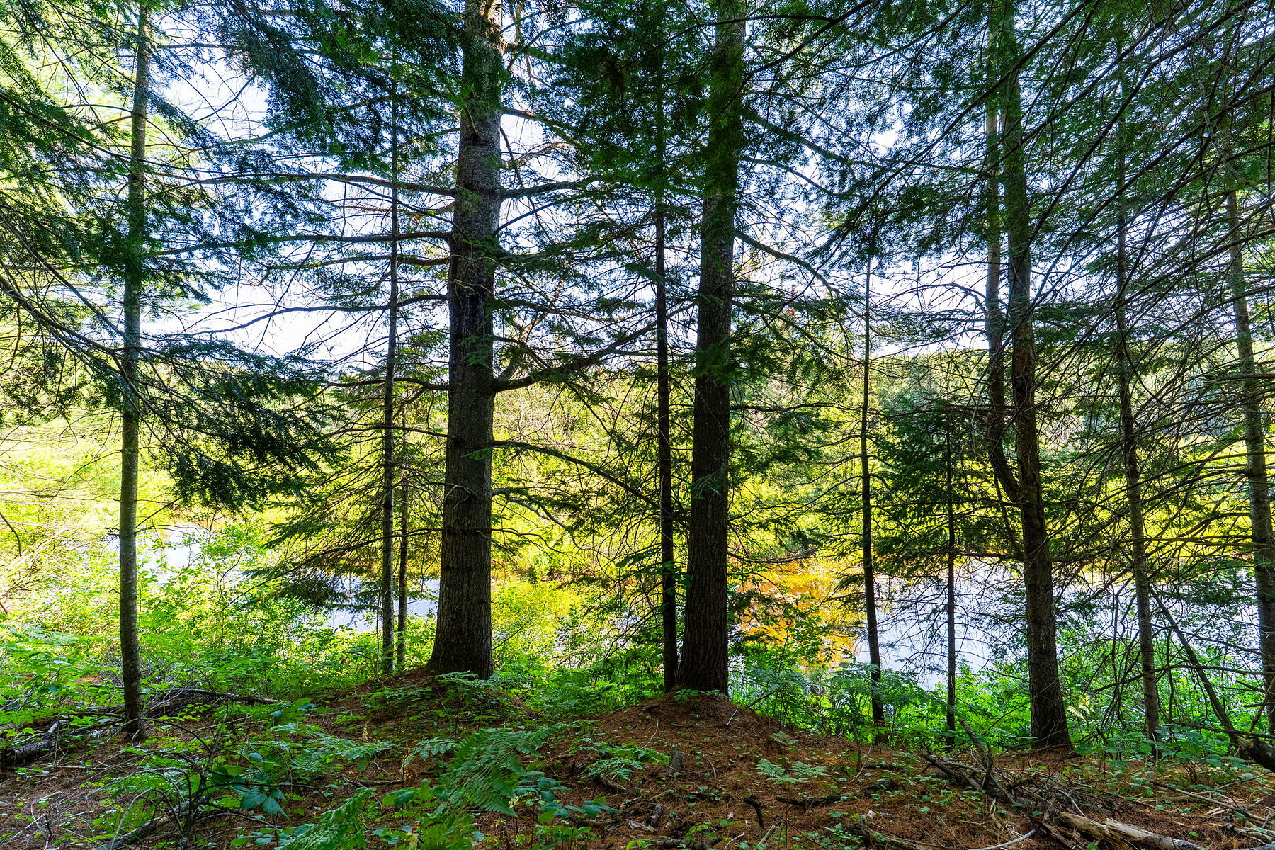  Buck River Huntsville - 物件實景