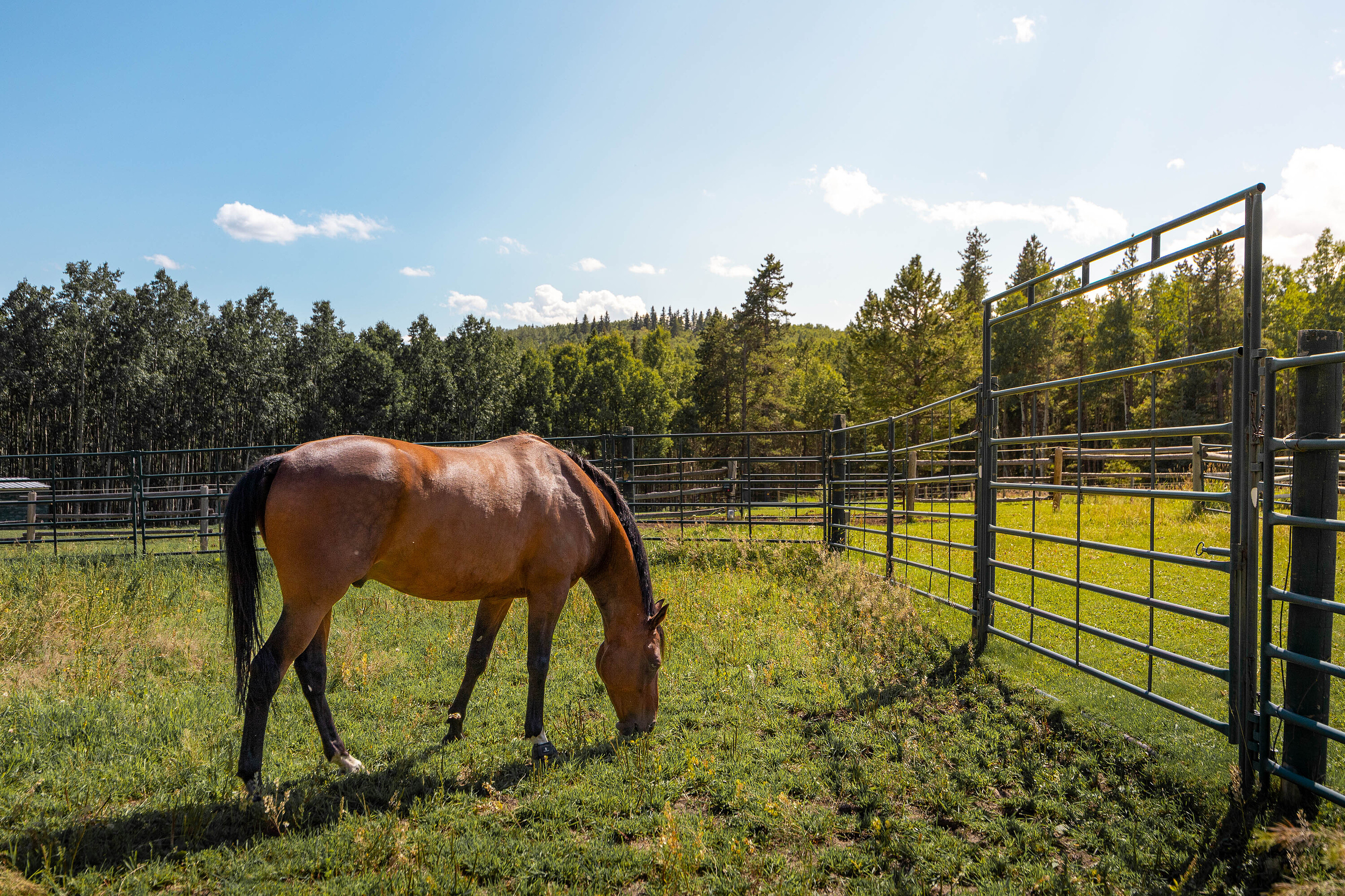  Rural Foothills County, Calgary and Foothills - 物件實景