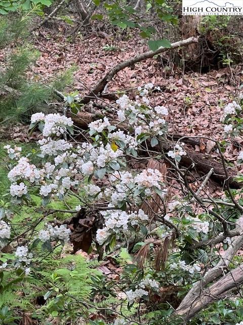 Purlear, North Carolina, 28665, United States, ,Land,For Sale,1990813