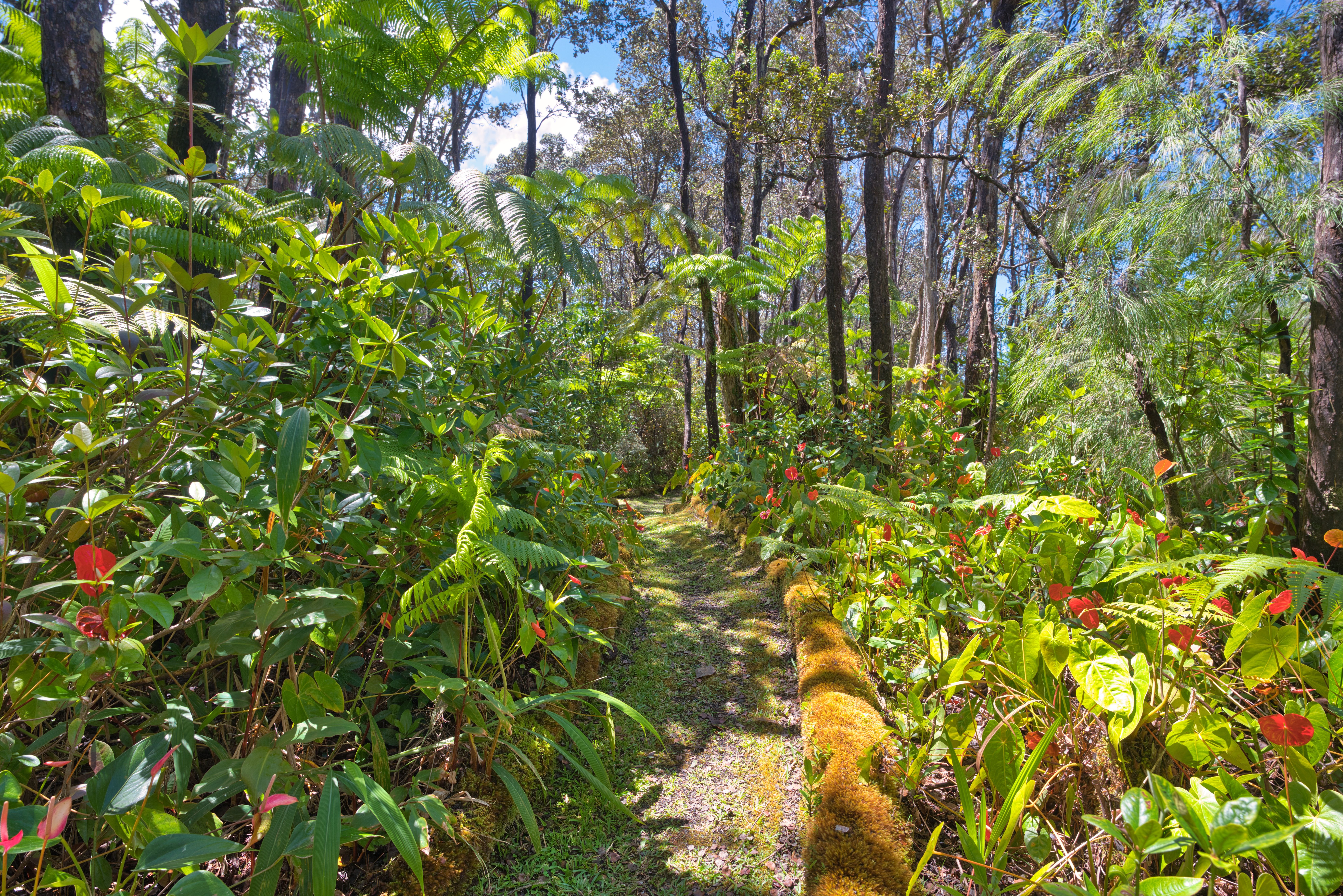  19-4153 Alanui Iiwi, Volcano, HI, 96785 - 物件實景