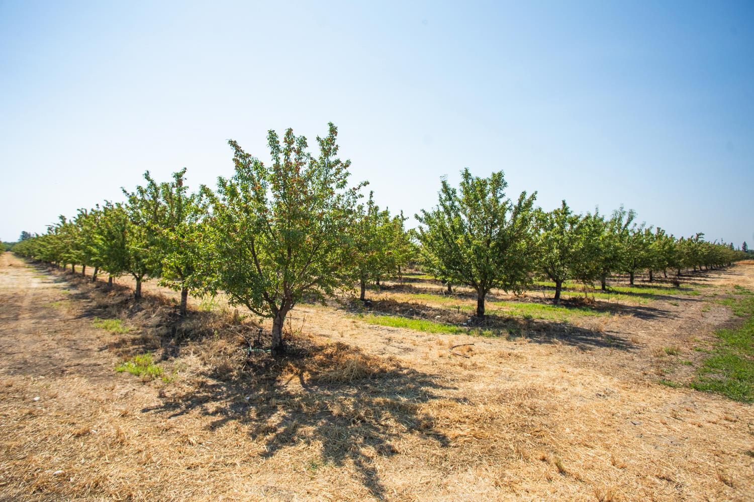 Live Oak, California, 95953-9845, United States, ,Residential,For Sale,1897081