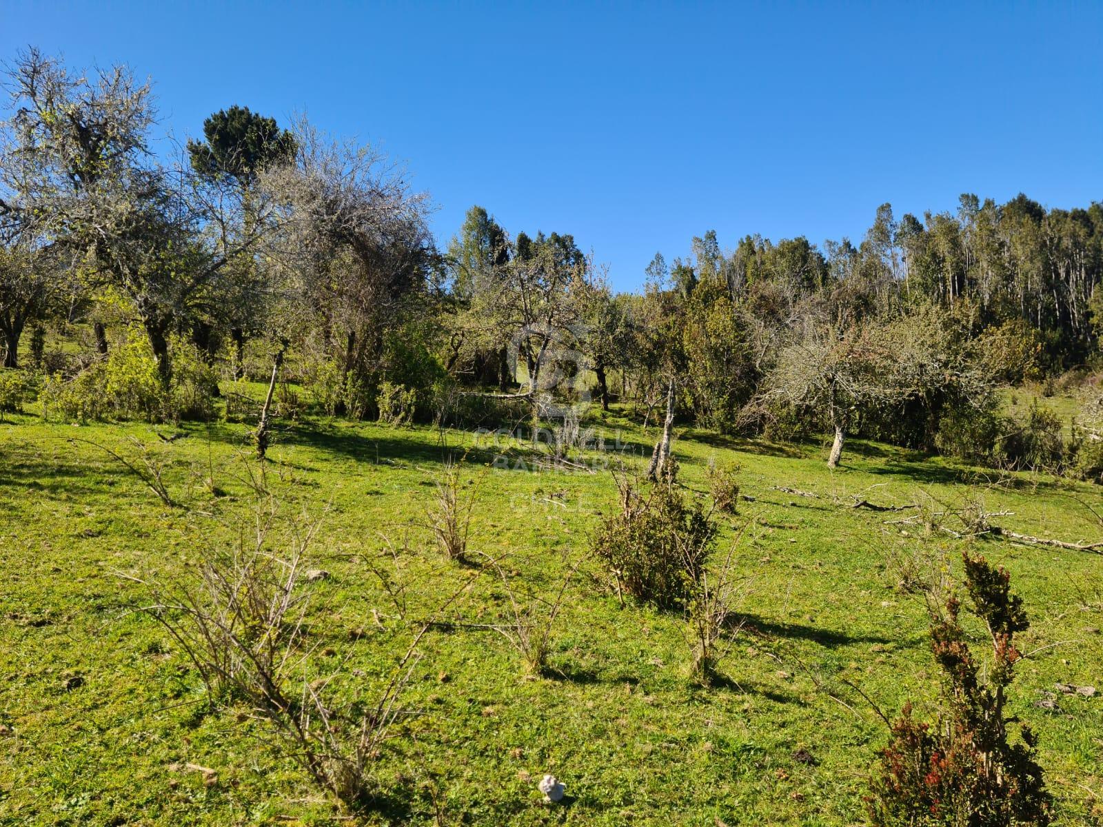 Fresia, Chile, ,Residential,For Sale,1913252