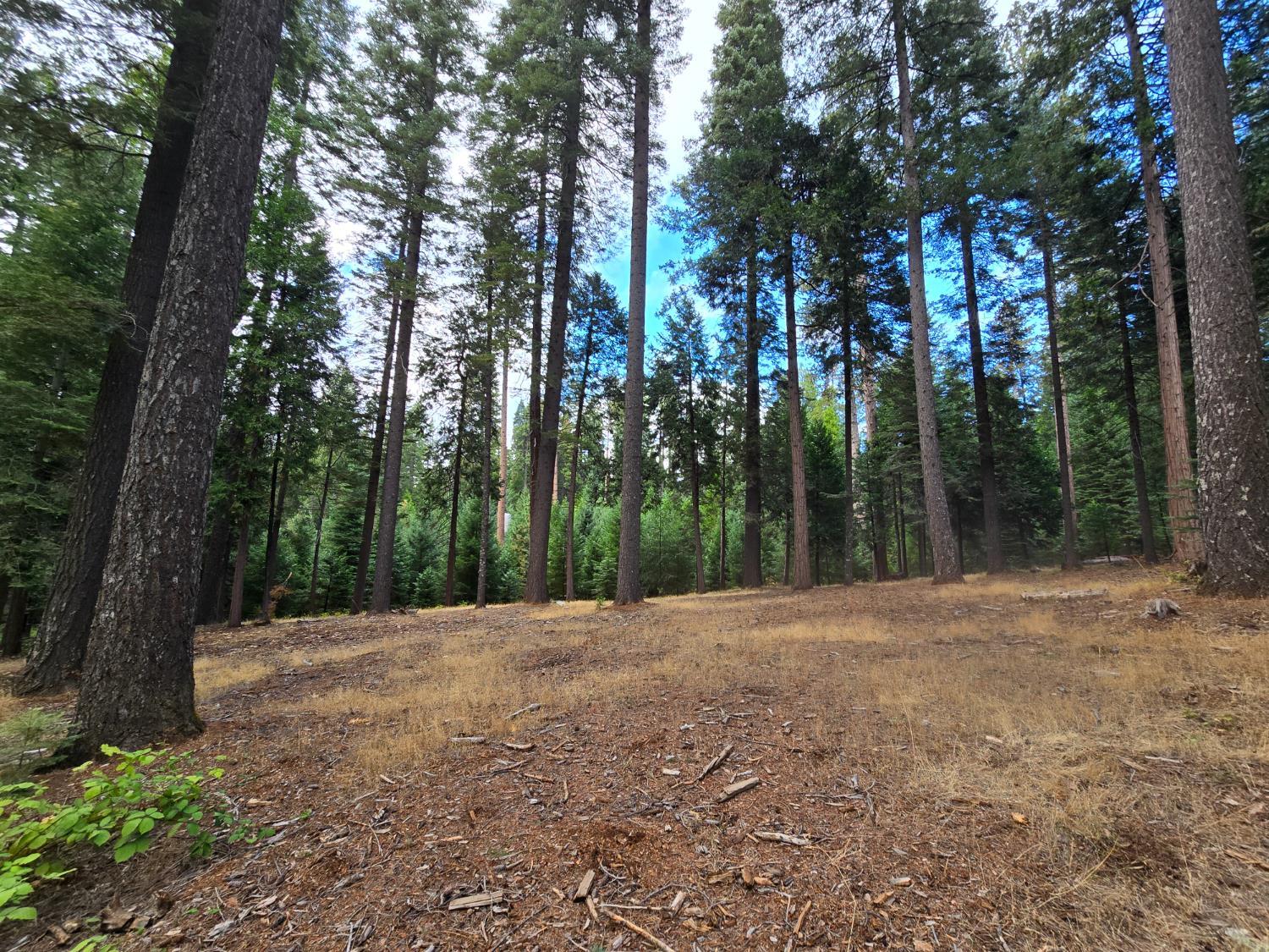 Pollock Pines, California, 95726, United States, ,Residential,For Sale,1982906