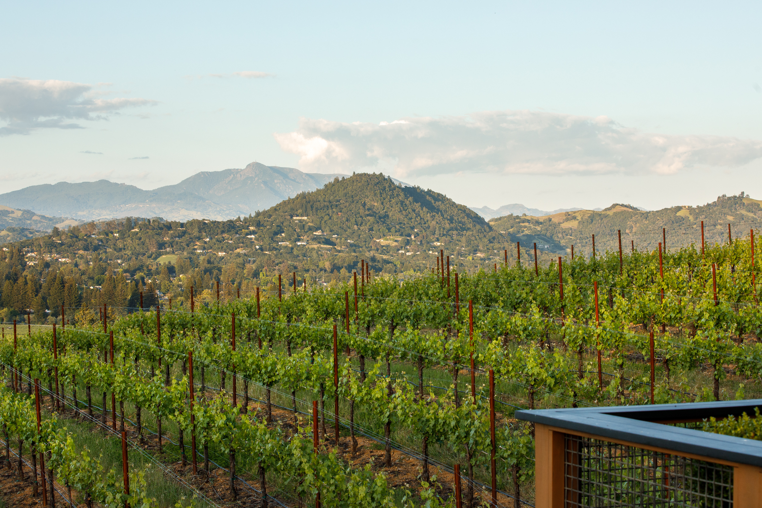  Healdsburg Architectural Estate - 物件實景