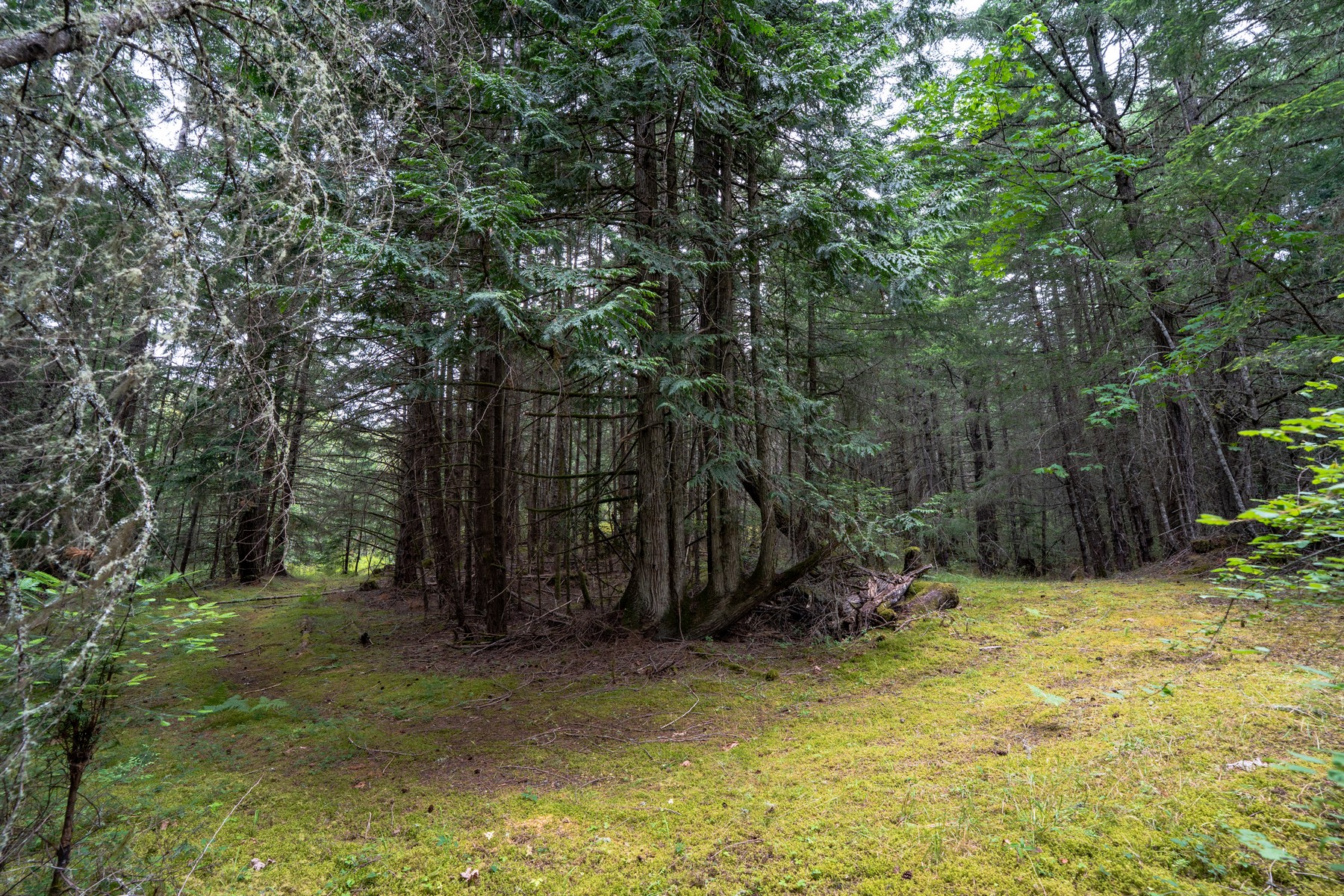  Hilltop Forest Retreat - 物件實景