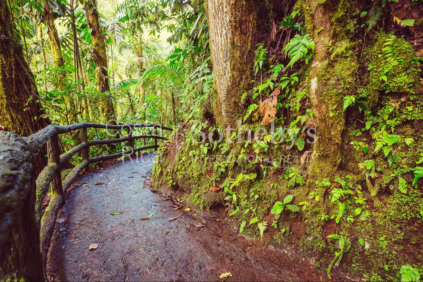  300ha Conservation of Tropical Rainforest - 物件實景