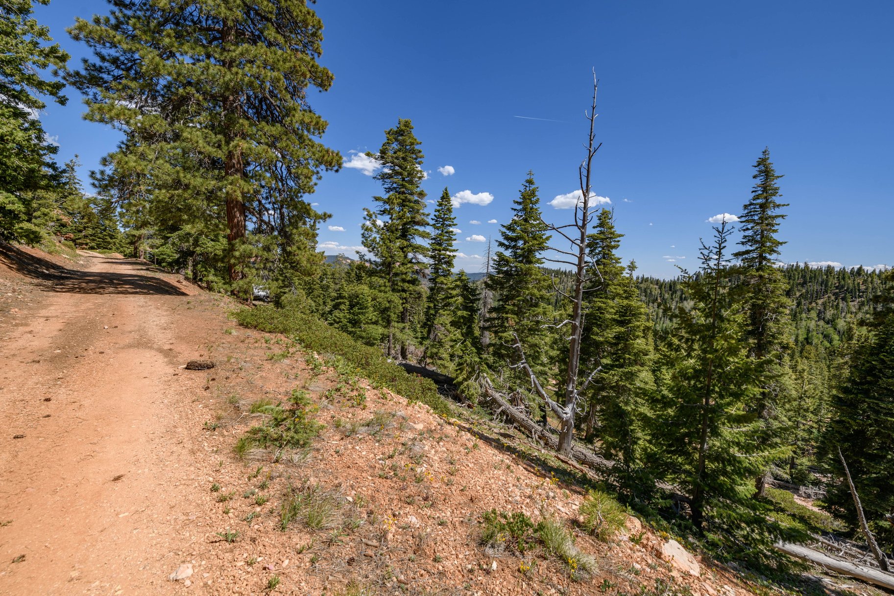  Quiet Mountain Retreat Near Navajo Lake - 物件實景
