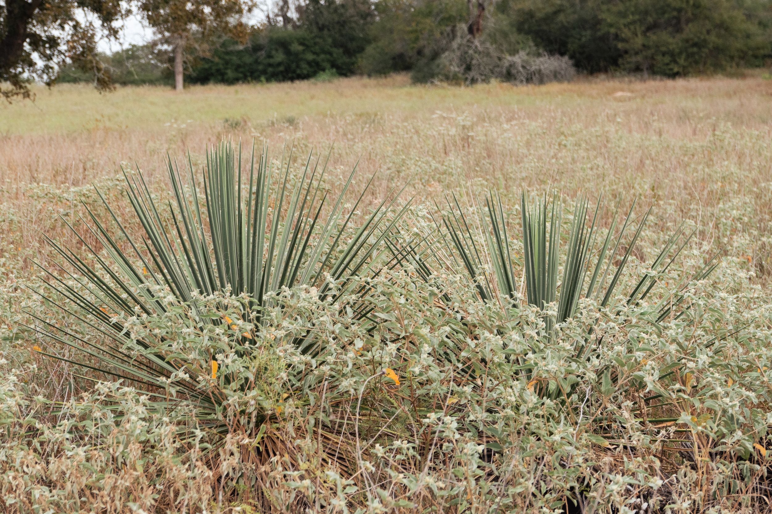  860+/- Acre PQR Ranch in Gonzales County - 物件實景