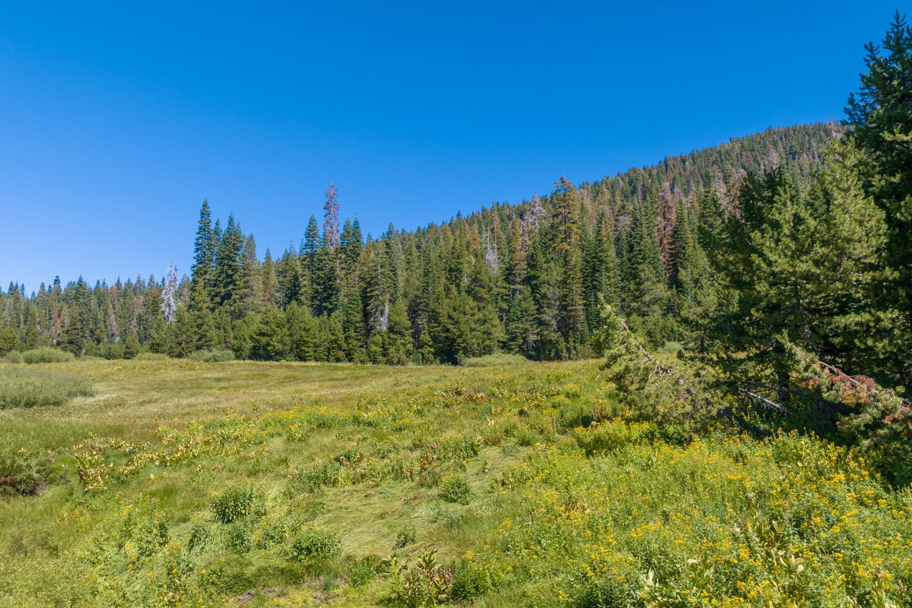  80 Acres of Pristine Land in the Middle of Plumas Eureka State Park - 物件實景