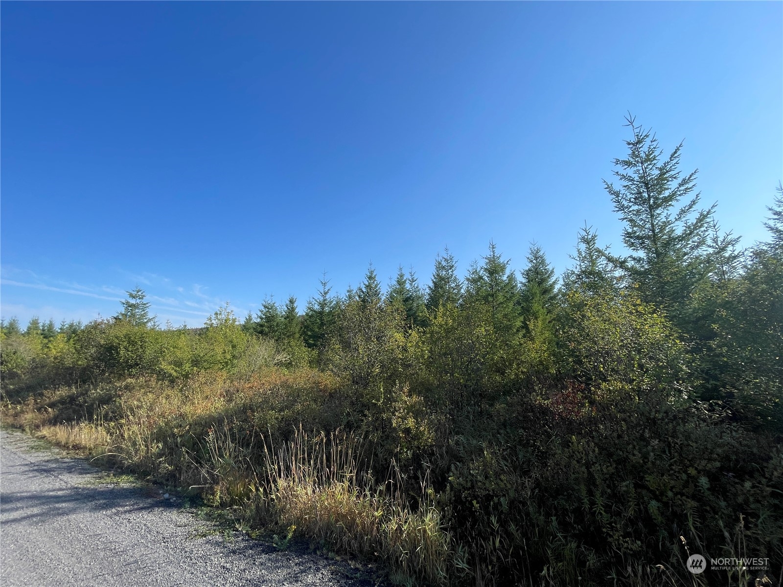 0 Salmon Creek Road, Toledo, Washington, 98591, United States, ,Land,For Sale,0 Salmon Creek Road,1445905