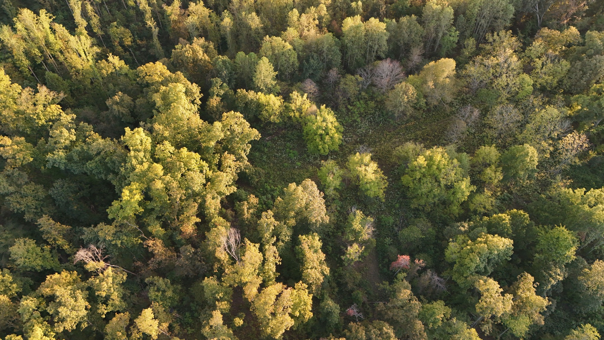 Lynchburg, Tennessee, 37388, United States, ,Land,For Sale,1982223