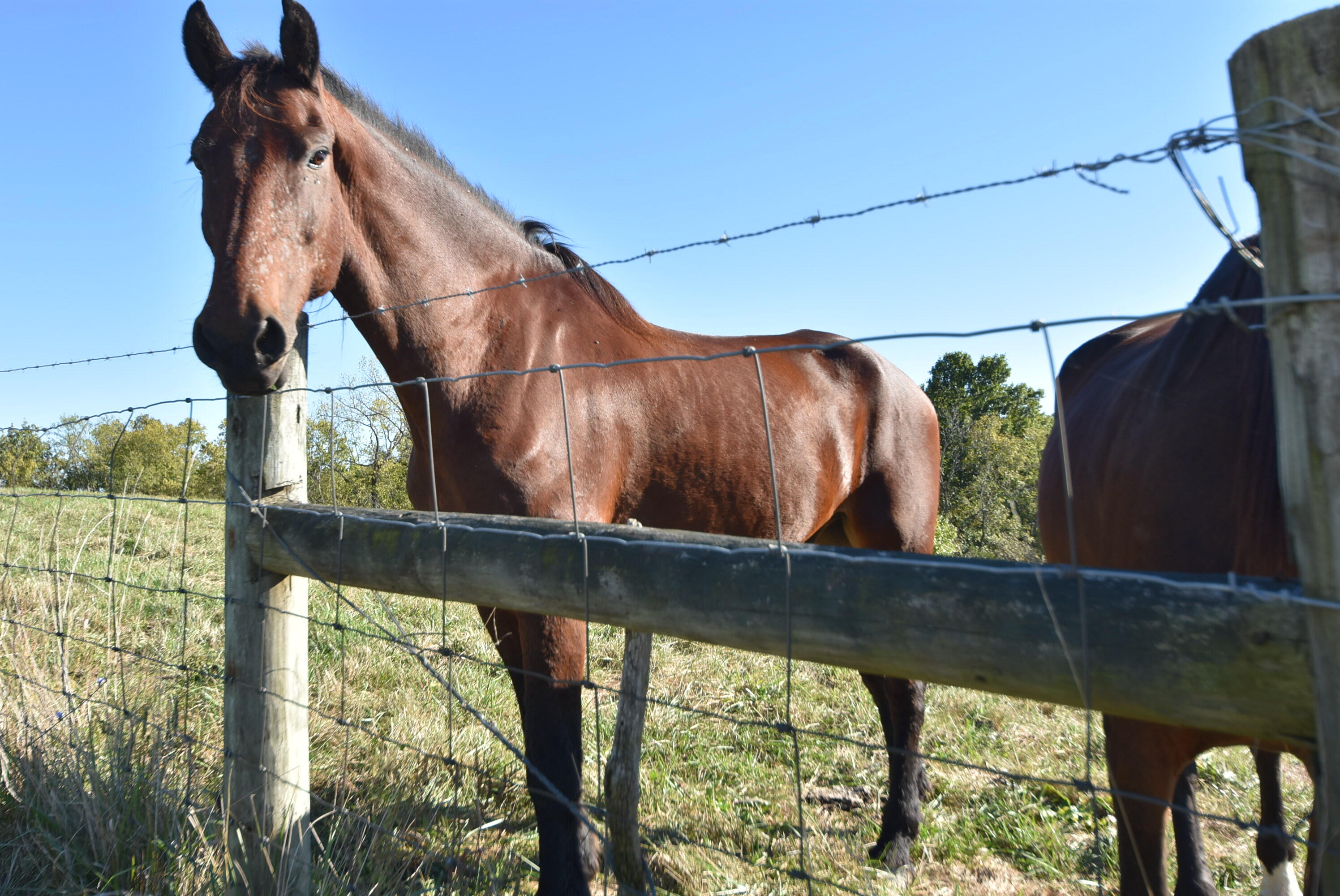 Willisburg, Kentucky, 40078, United States, 4 Bedrooms Bedrooms, ,1 BathroomBathrooms,Residential,For Sale,1962831