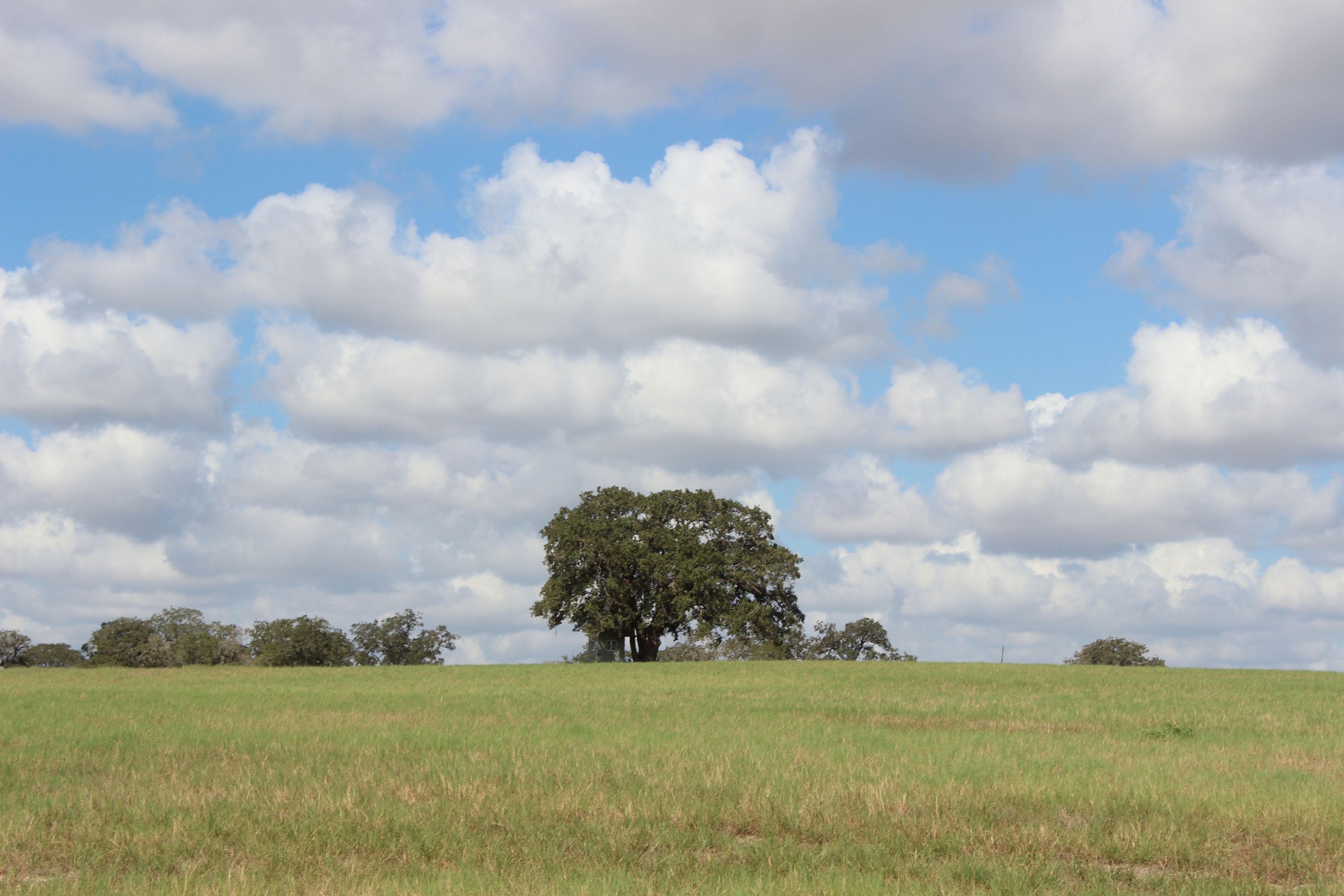  398+/- Acre Grass Pond Colony Ranch - 物件實景