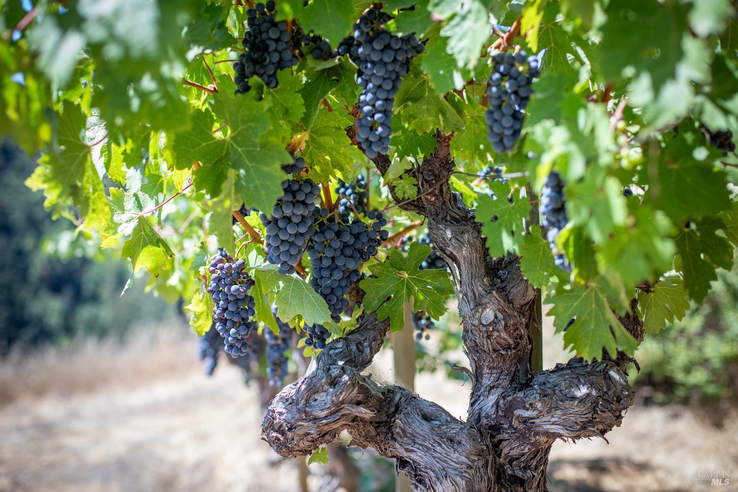 Napa, California, 94558, United States, ,Residential,For Sale,1786065