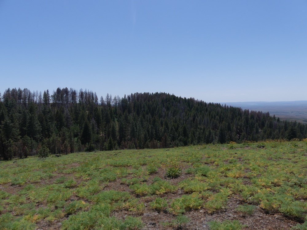 Indian Valley, Idaho, 83682, United States, ,Land,For Sale,1976667