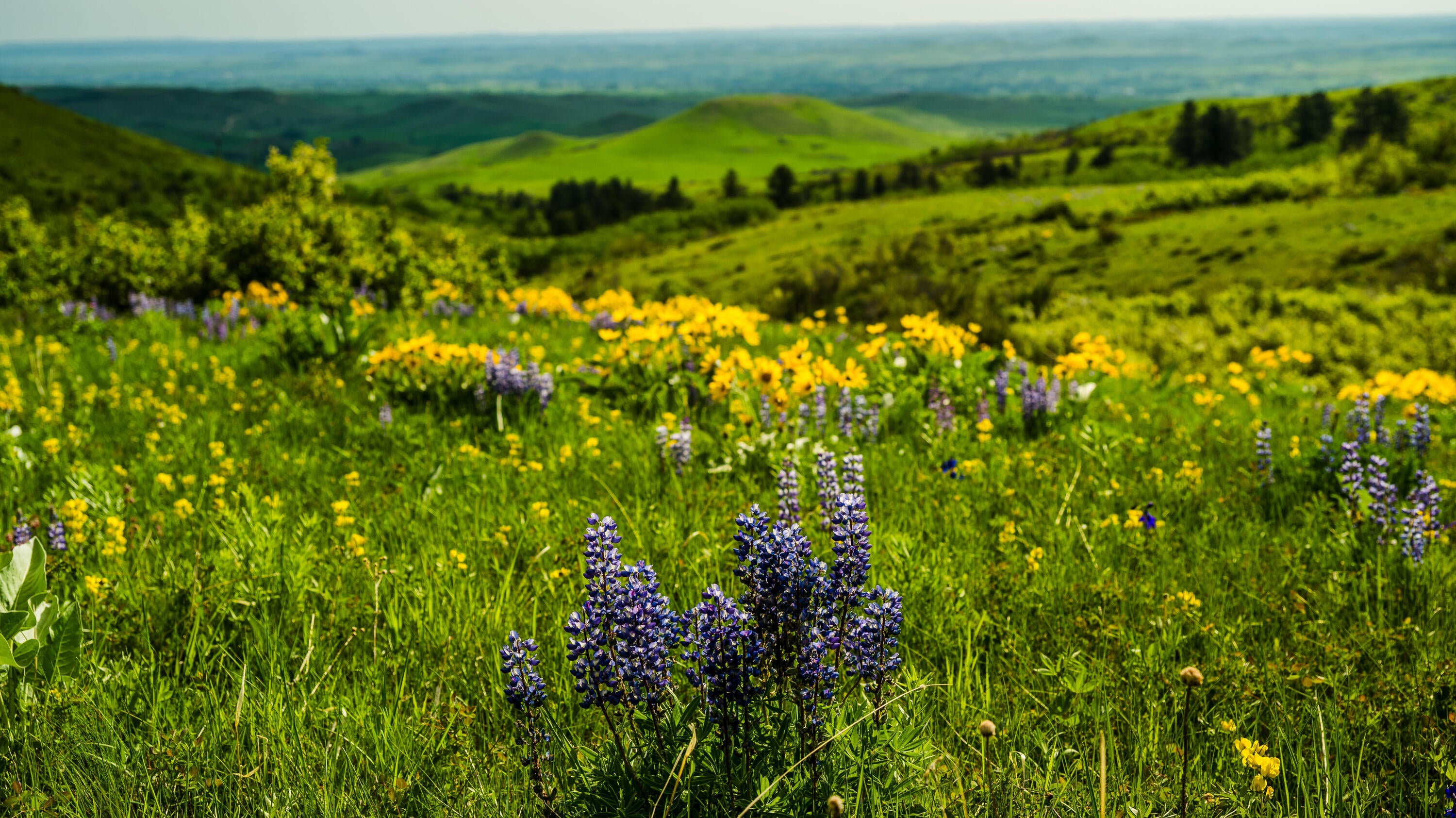 Big Horn, Wyoming, 82833, United States, ,Residential,For Sale,2011314