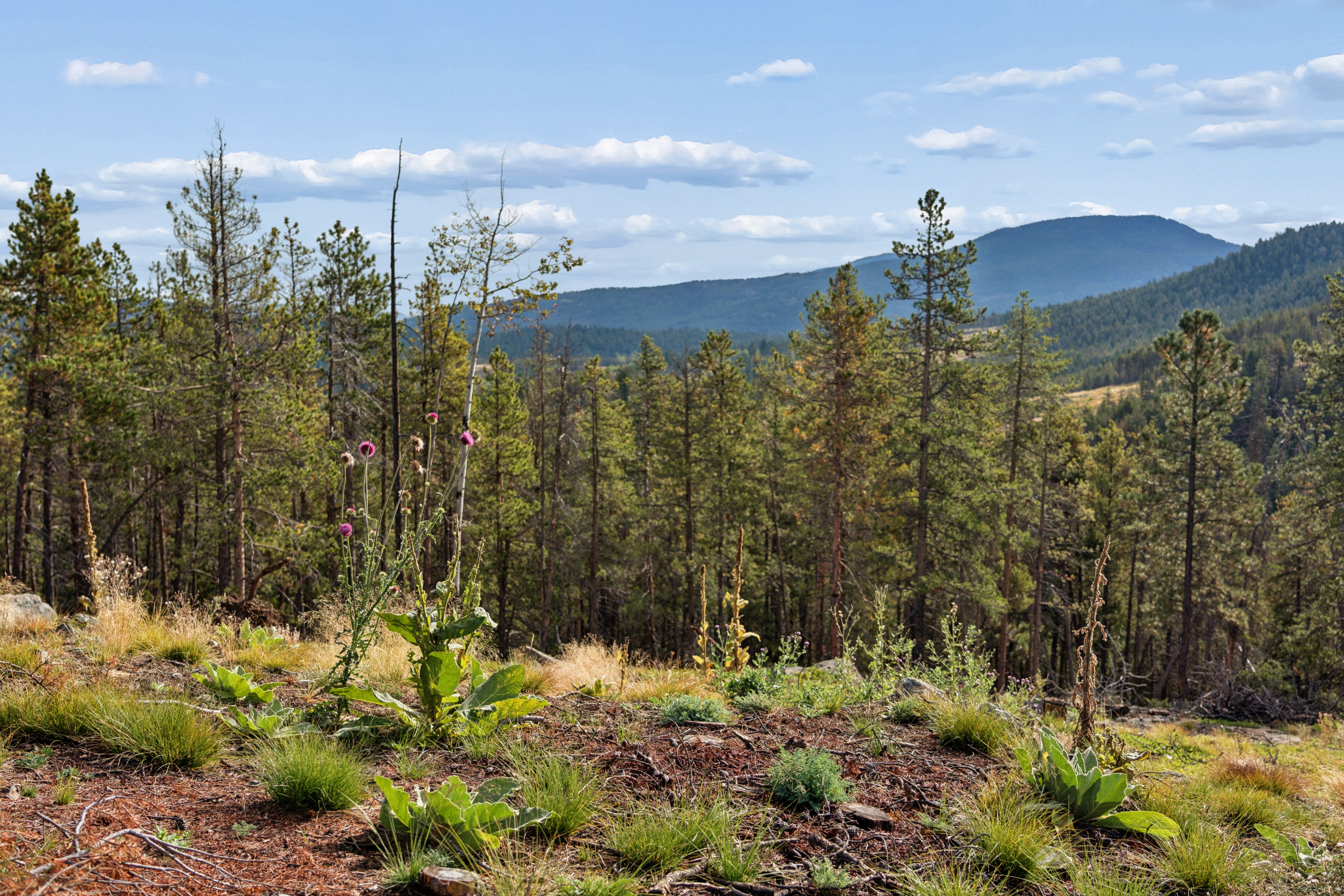  Opportunity to Build Your Foothills Dream Home with Over 7 Acres of Privacy - 物件實景