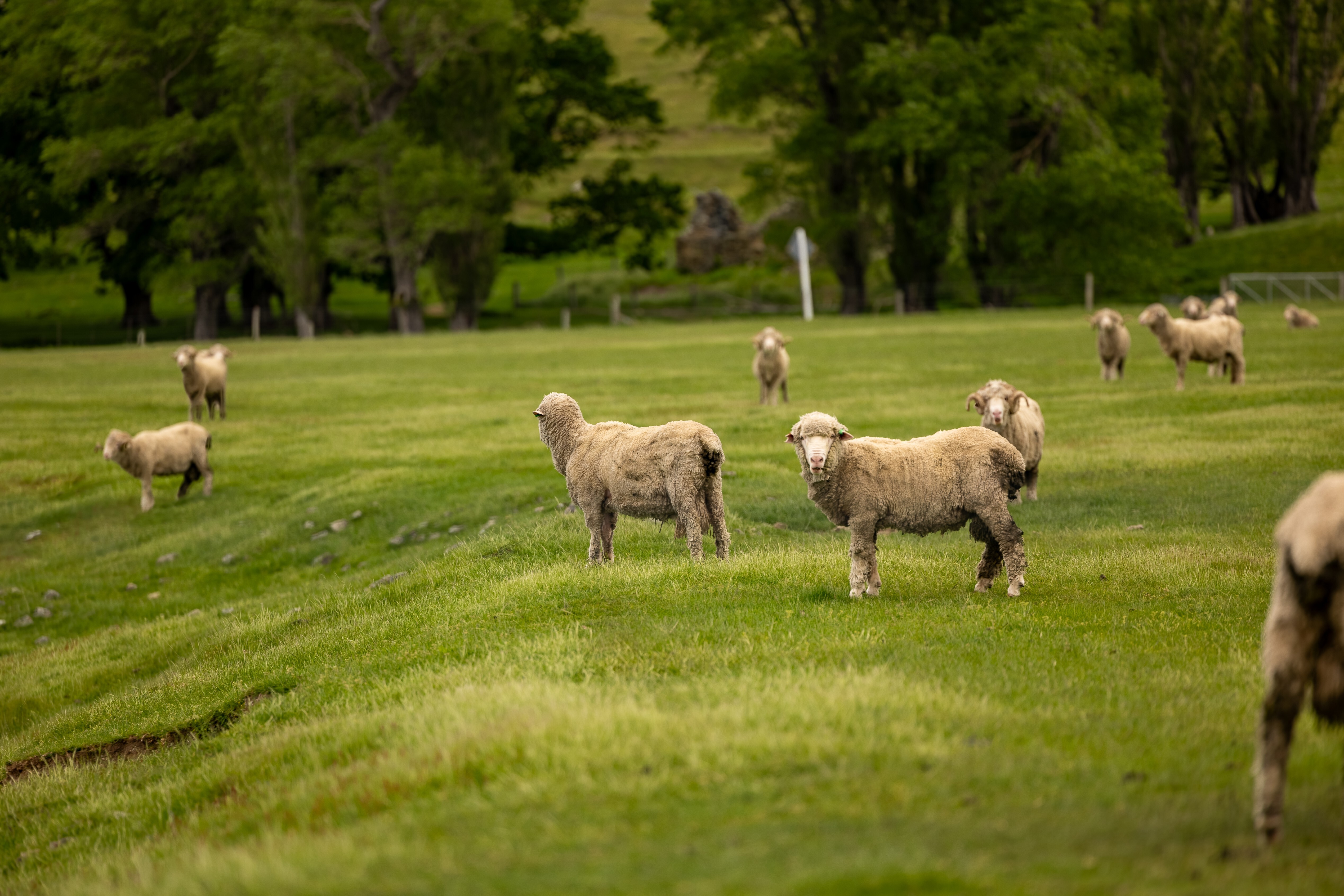  Lake Ohau Station - 物件實景