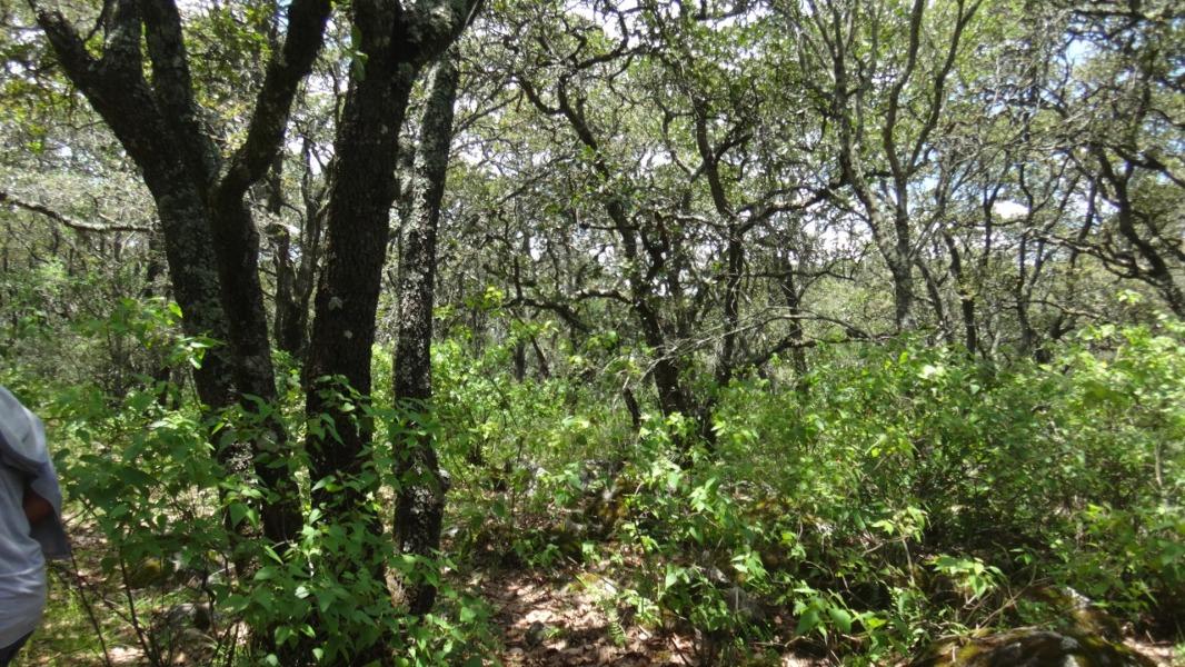 Rancho Tecolapan, Jilotepec, Estado de México, 54270, Mexico, 1 Bedroom Bedrooms, ,Residential,For Sale,Rancho Tecolapan,1443404