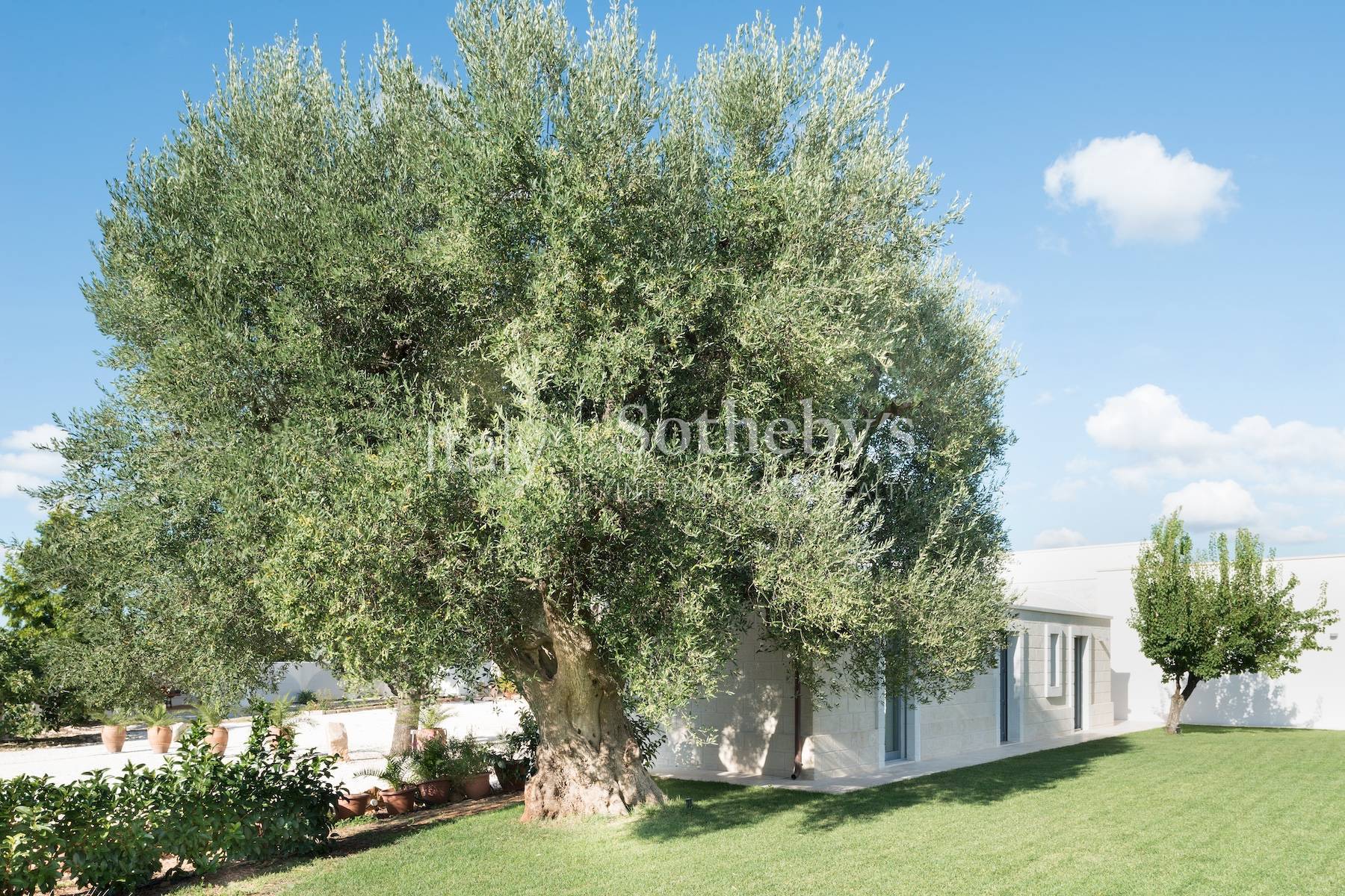  Old farmhouse with olive trees and a swimming pool - 物件實景