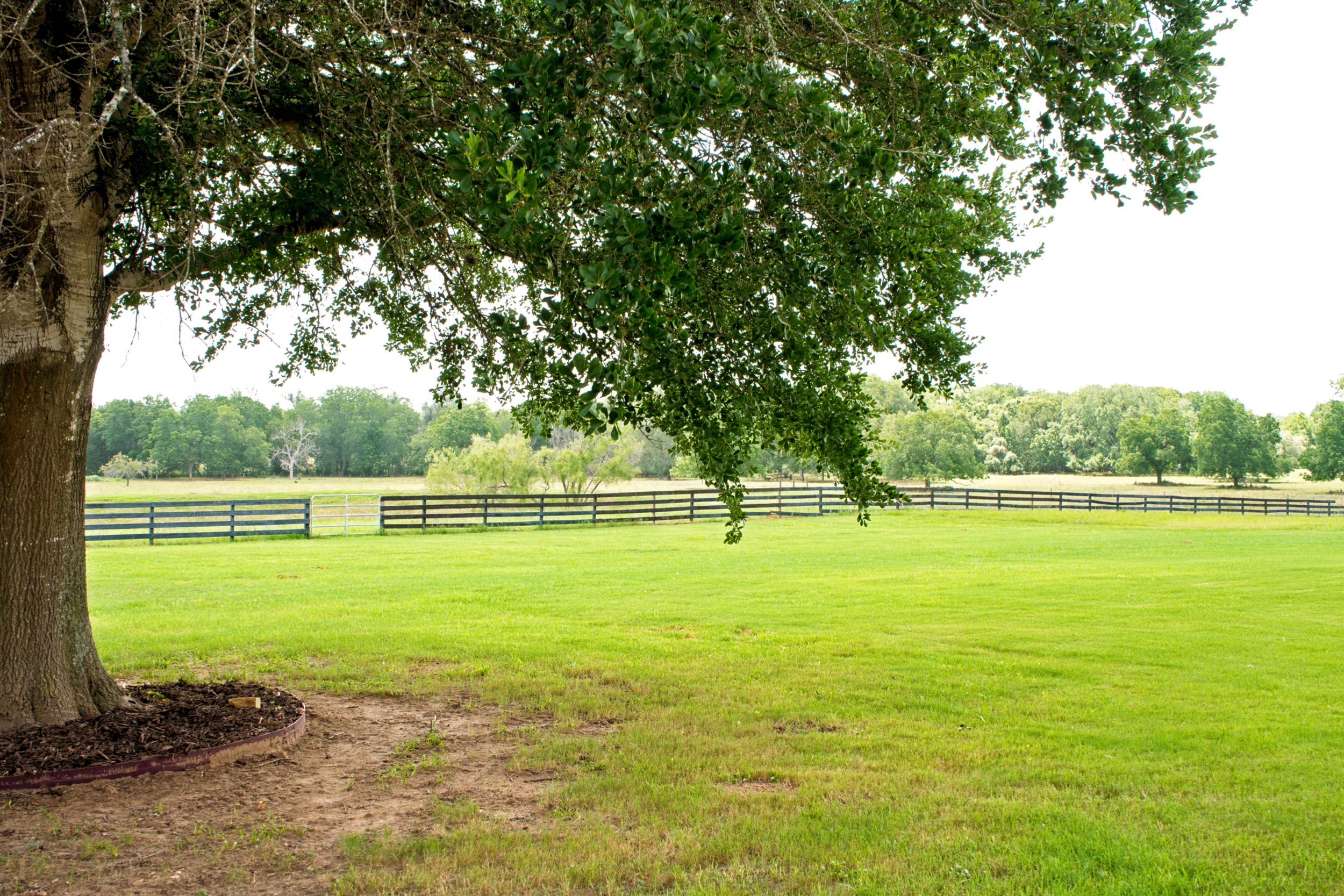  76.77 Acres, Colorado County, Weimer, TX 78962 - 物件實景