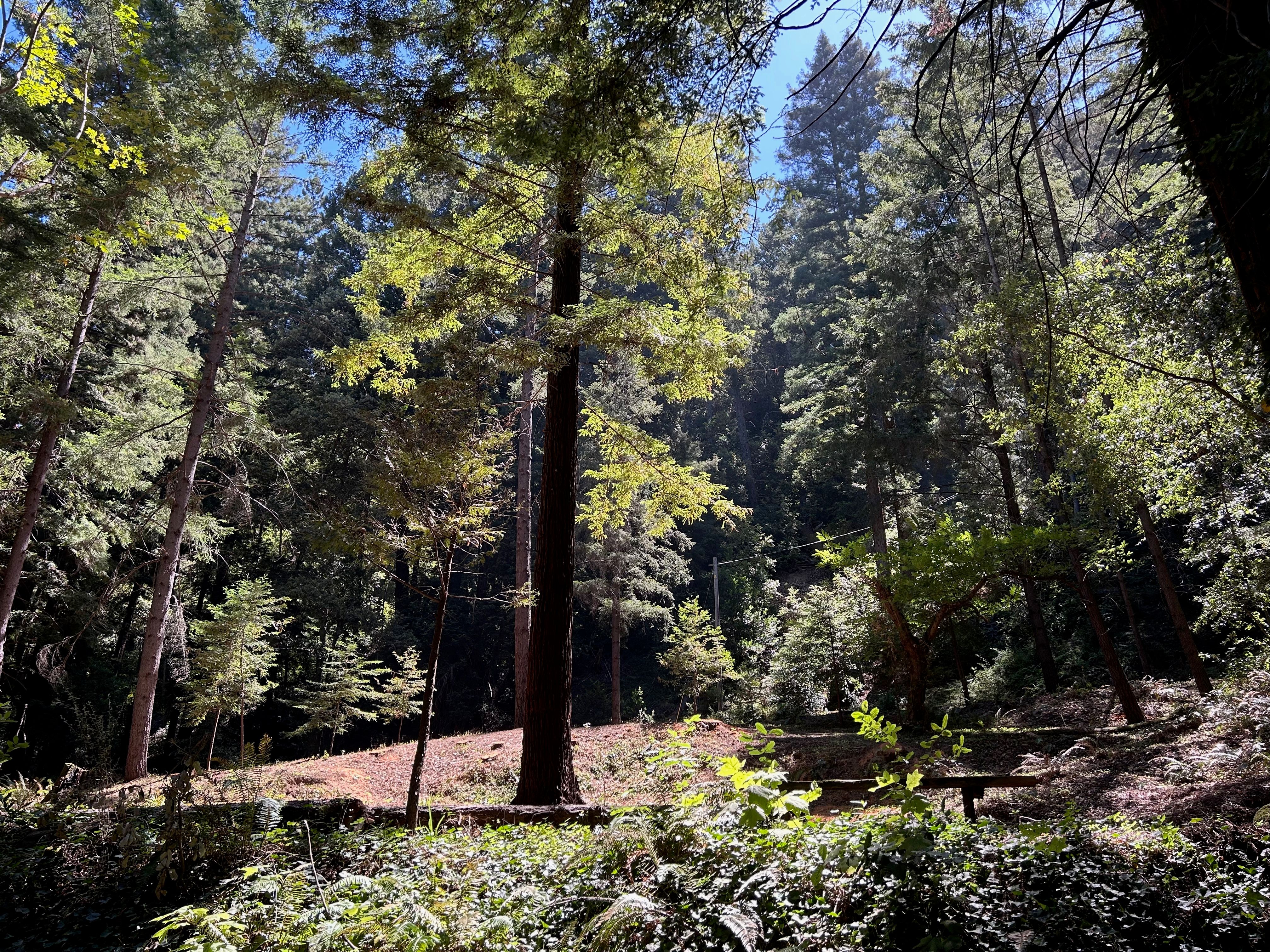  Over Four Acres Of A Beautiful Forest Getaway - 物件實景