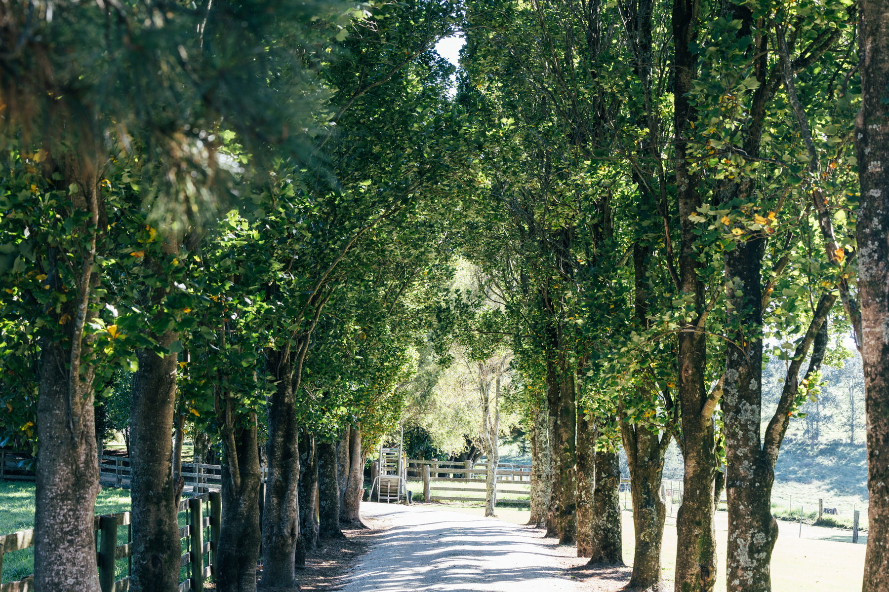  Fox Hill - 物件實景
