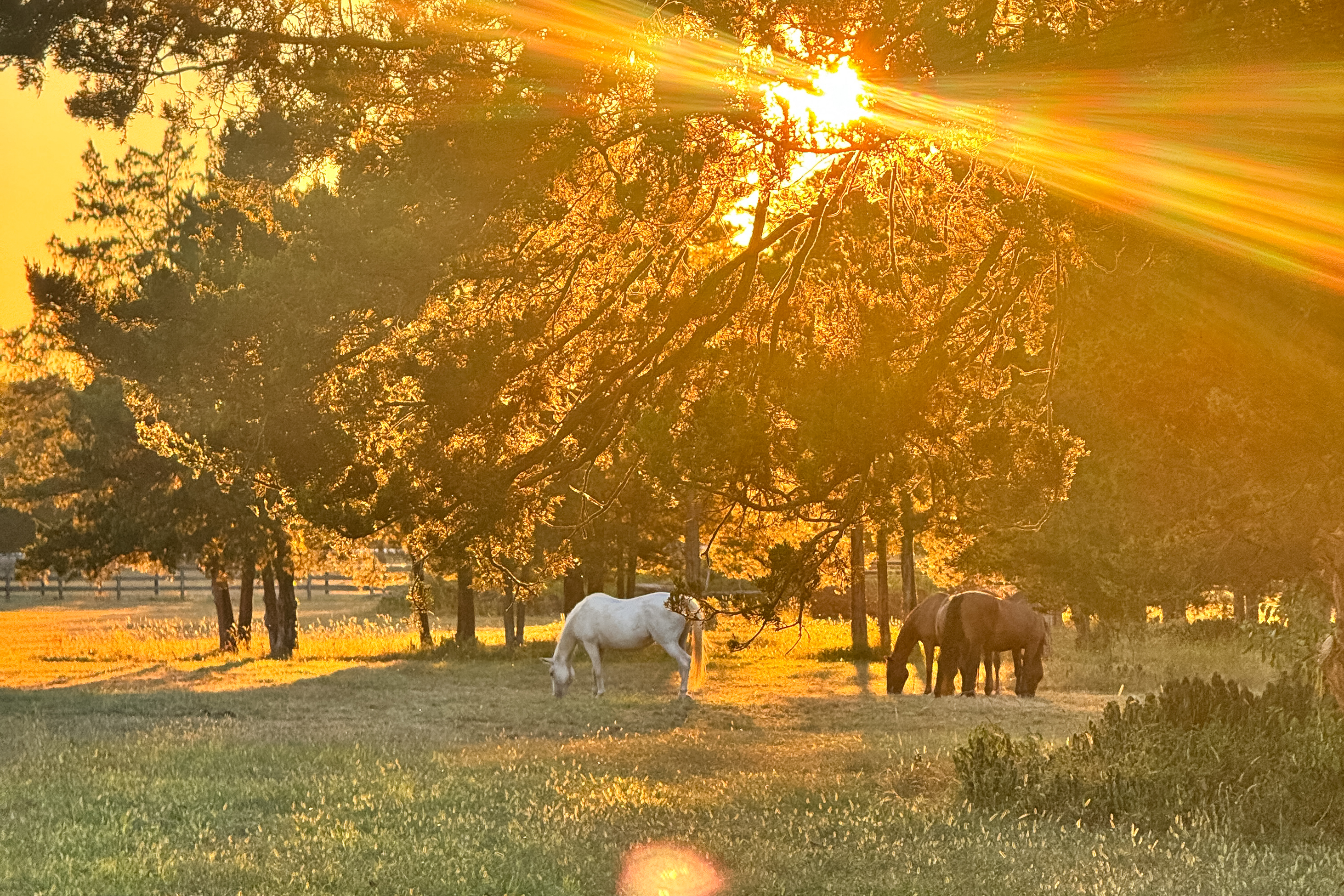  Turn-key Exceptional Princeton Area Equestrian Estate and Preserved Farm - 物件實景