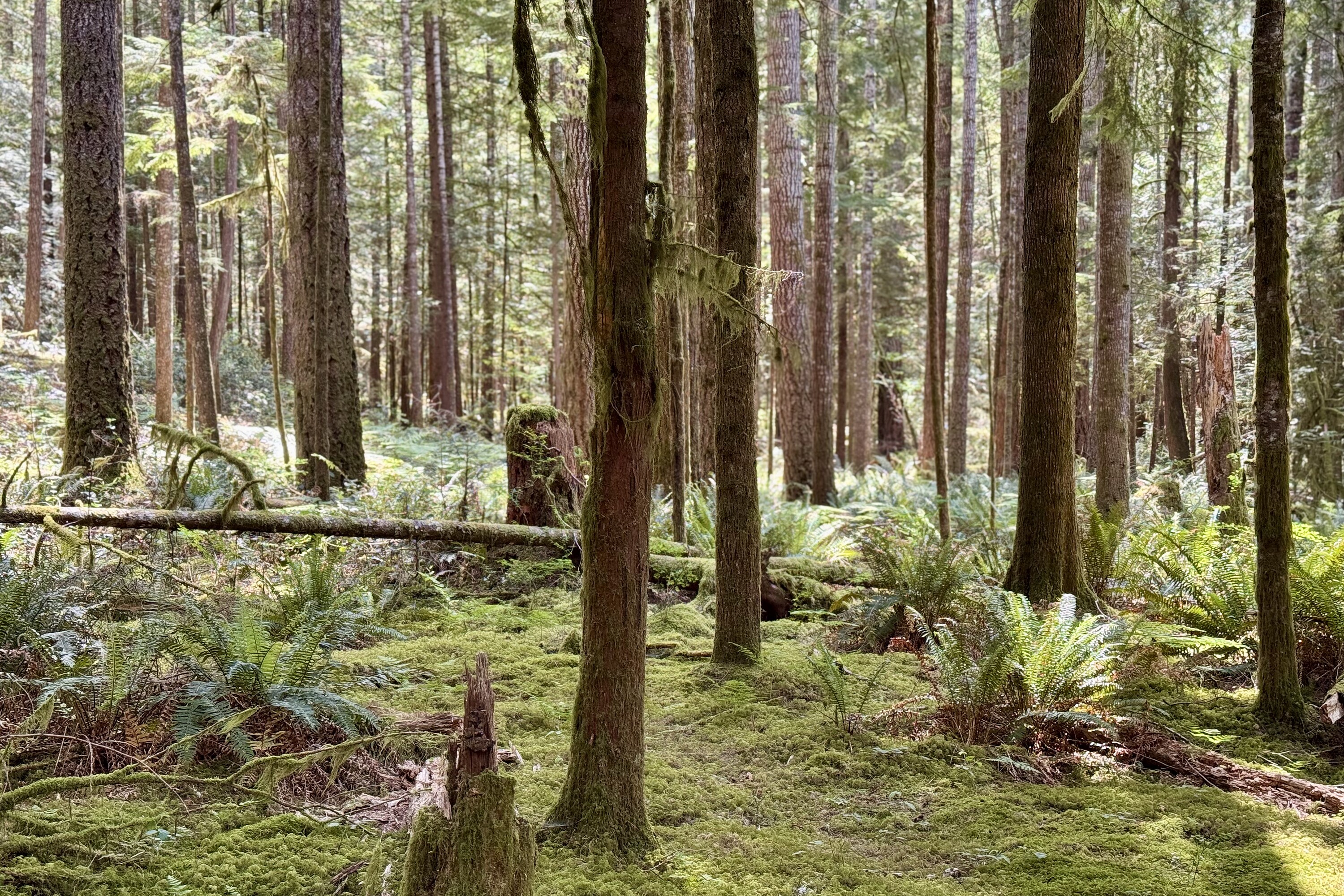  Sechelt, Sunshine Coast - 物件實景