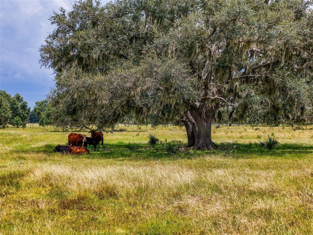 Myakka City, Florida, 34251, United States, ,Land,For Sale,1908306