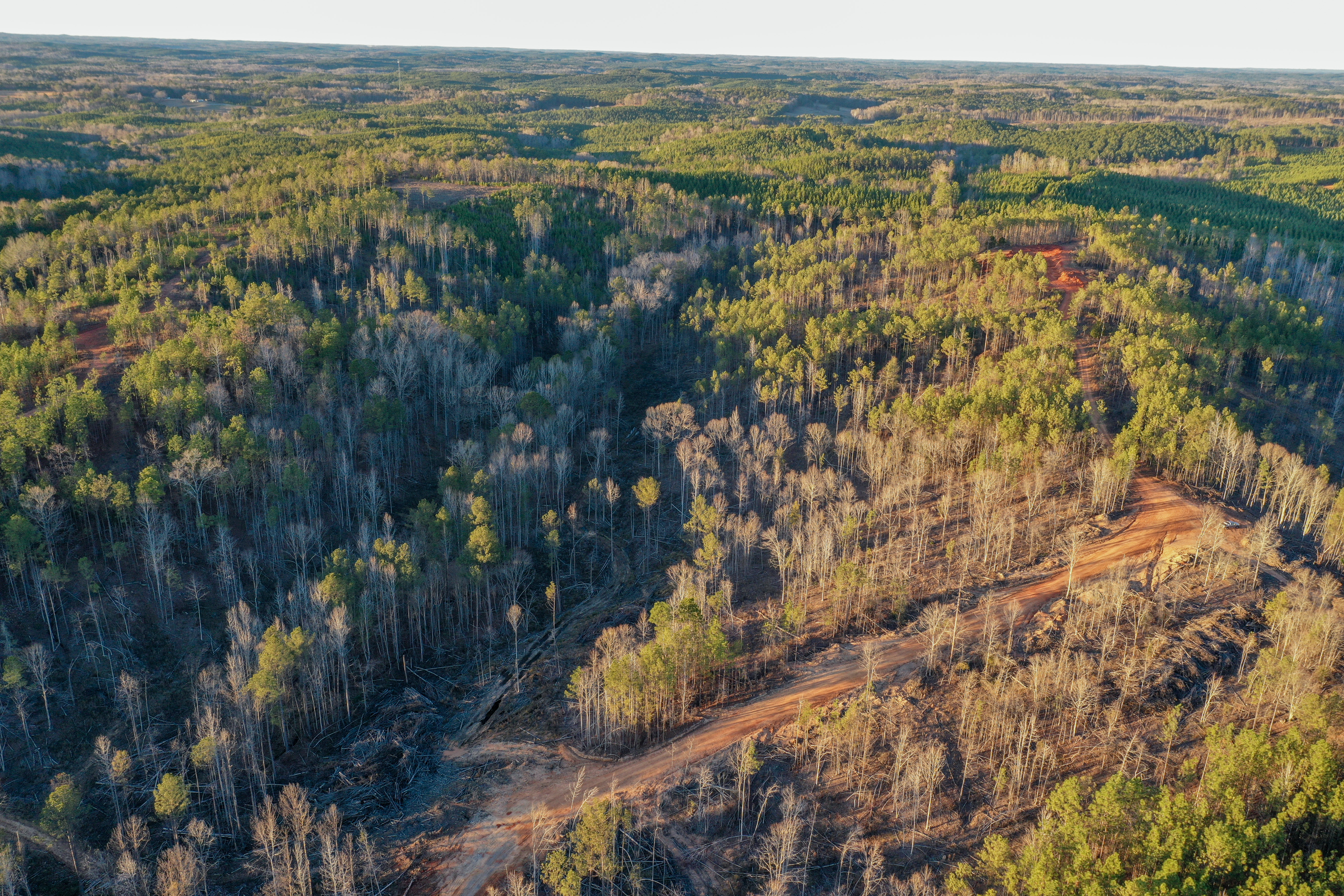 Centreville, Alabama, 35042, United States, ,Land,For Sale,2010430
