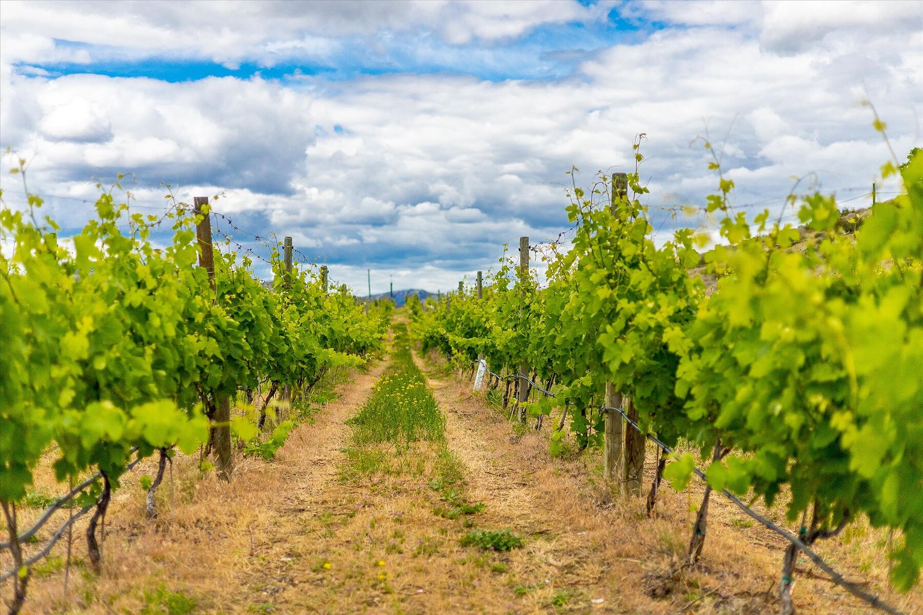  Oliver Winery Opportunity - 物件實景