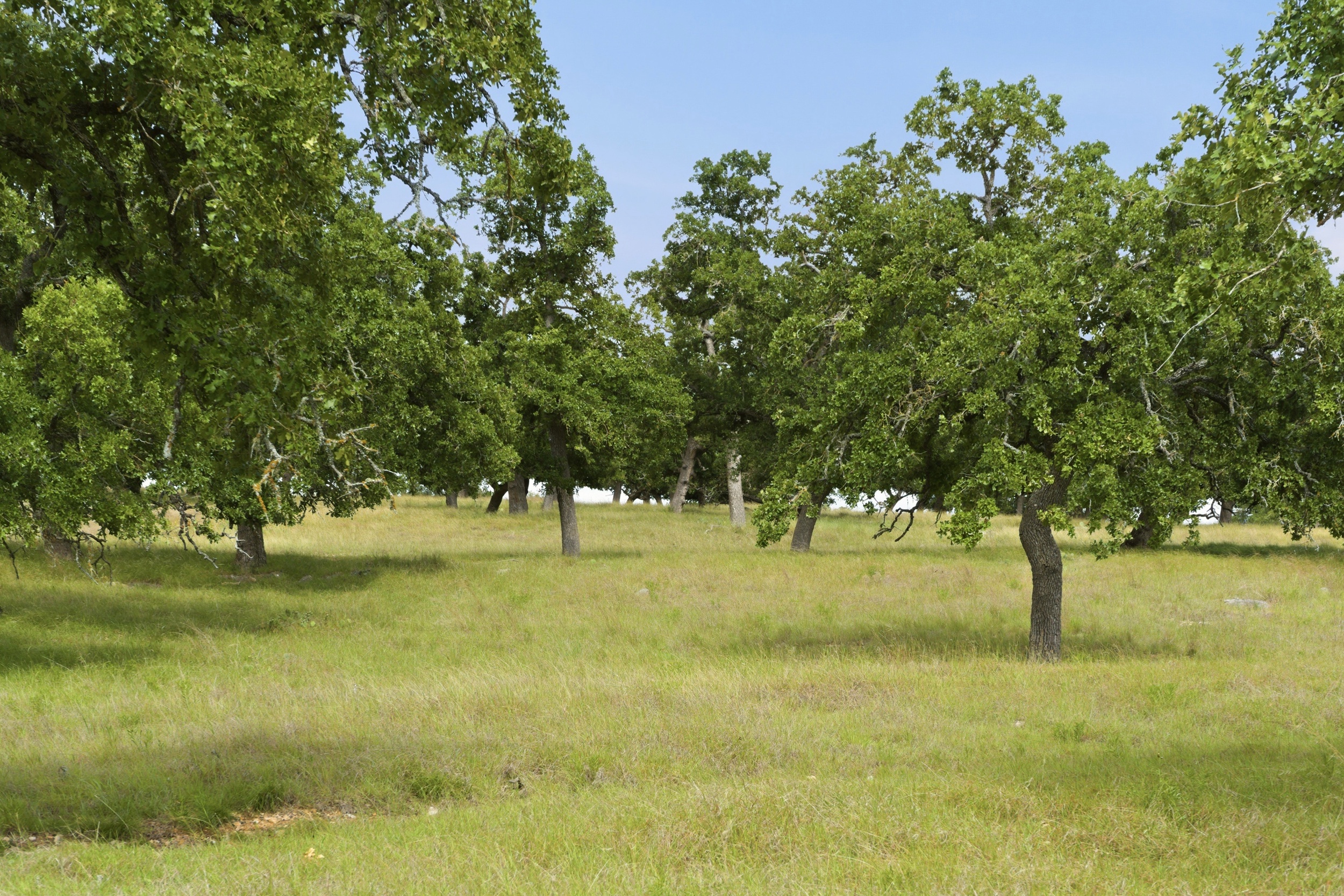  CavaLoma Ranch in Kerr COunty - 物件實景