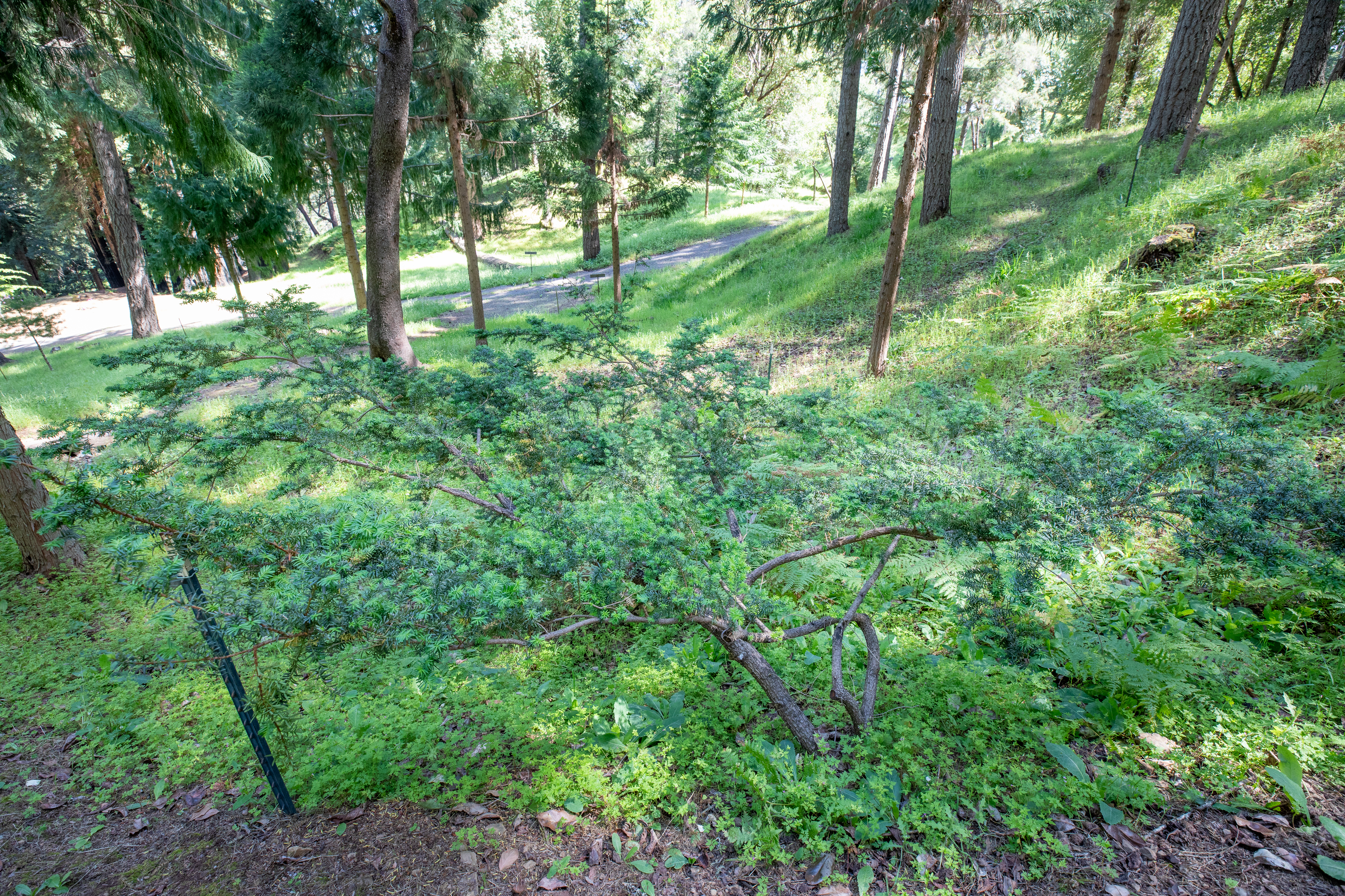  18900 Armstrong Woods Road, Guerneville, CA 95446 - 物件實景