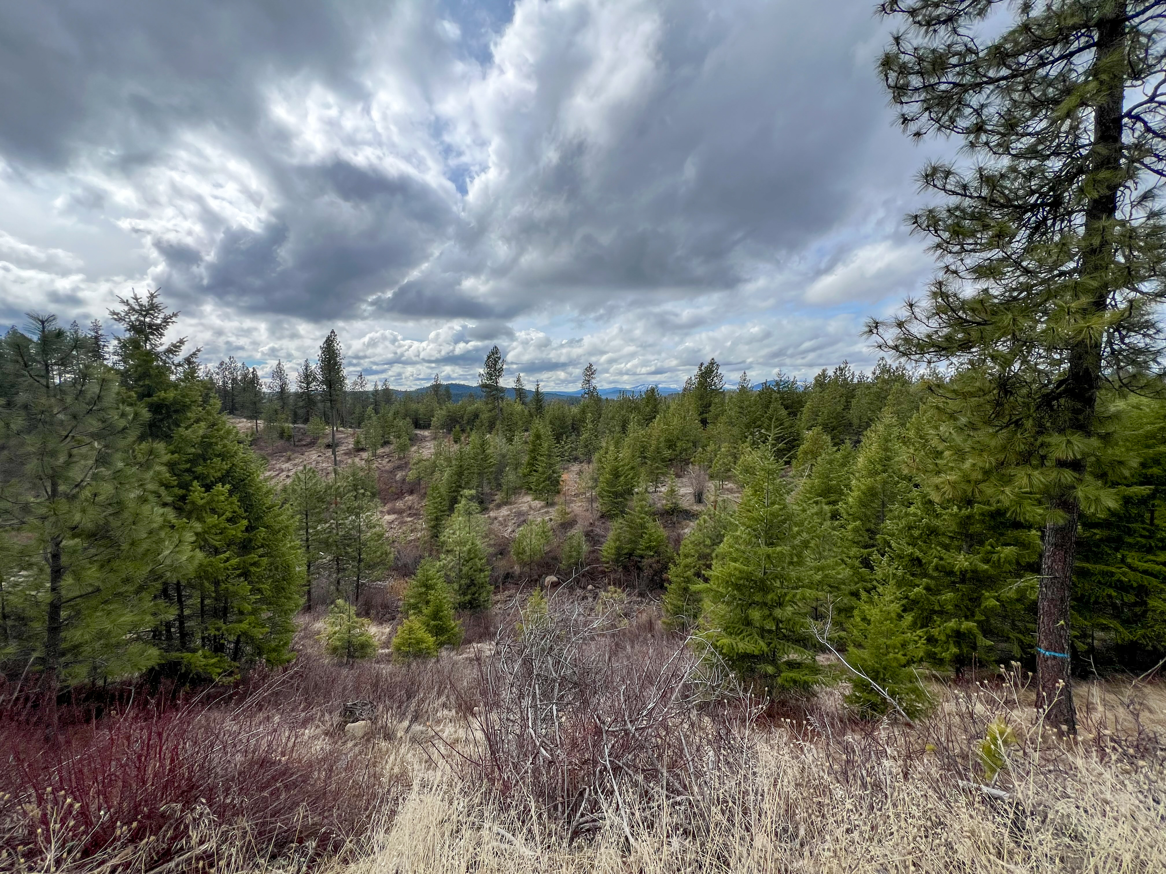 Valley, Washington, 99181, United States, ,Land,For Sale,1979391