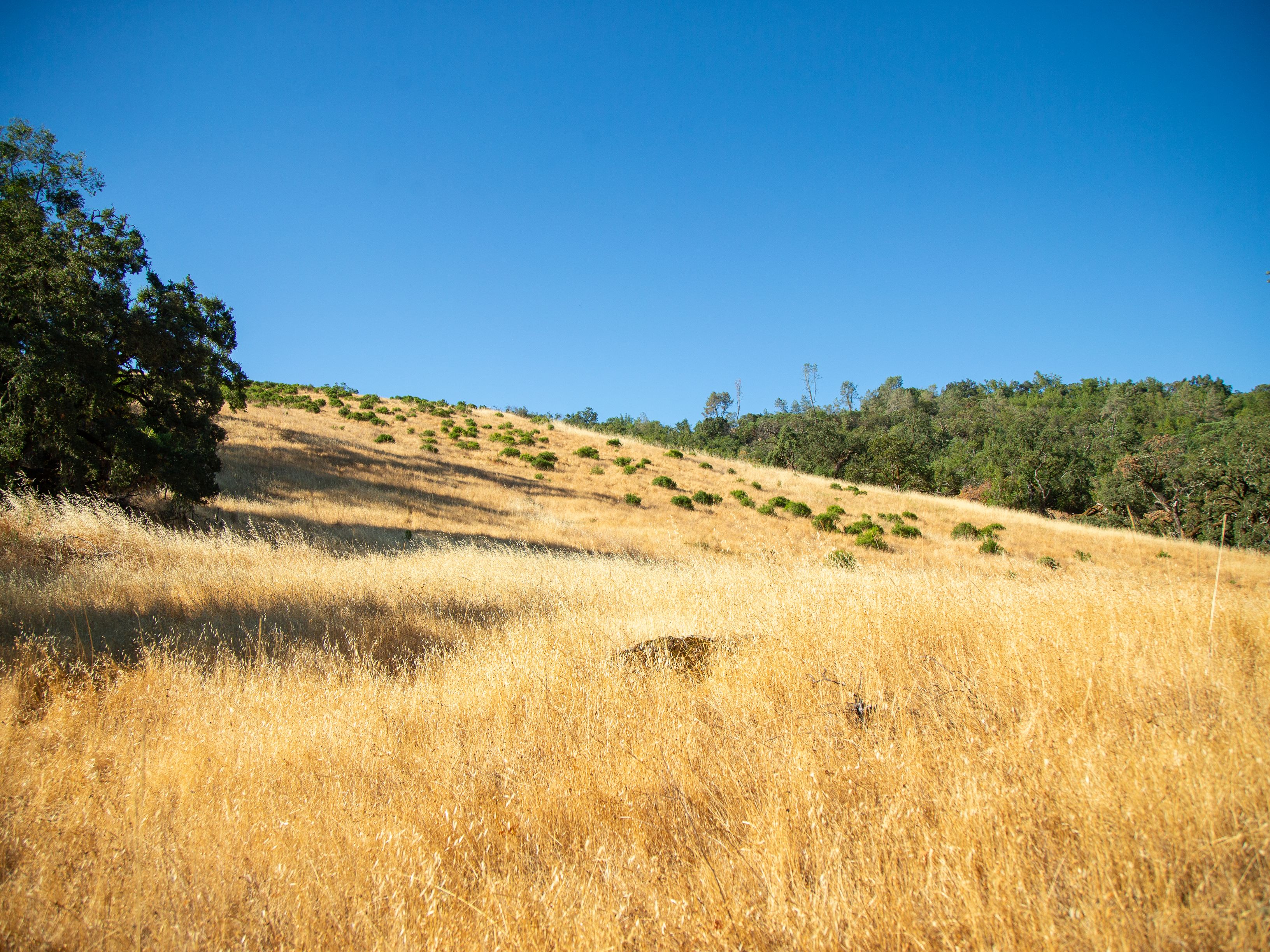  Very Rare Opportunity Alexander Valley Ranch - 物件實景