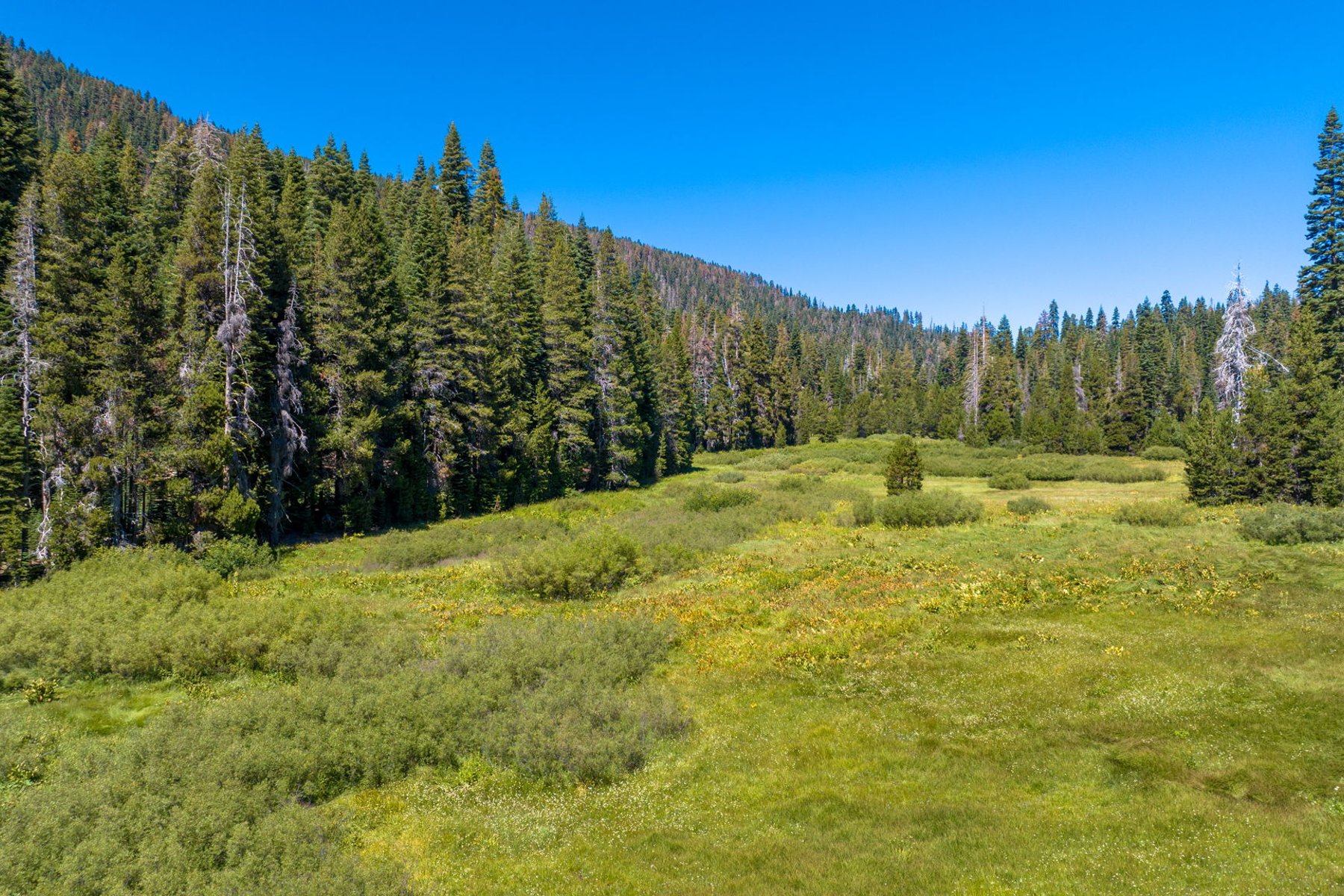  80 Acres of Pristine Land in the Middle of Plumas Eureka State Park - 物件實景