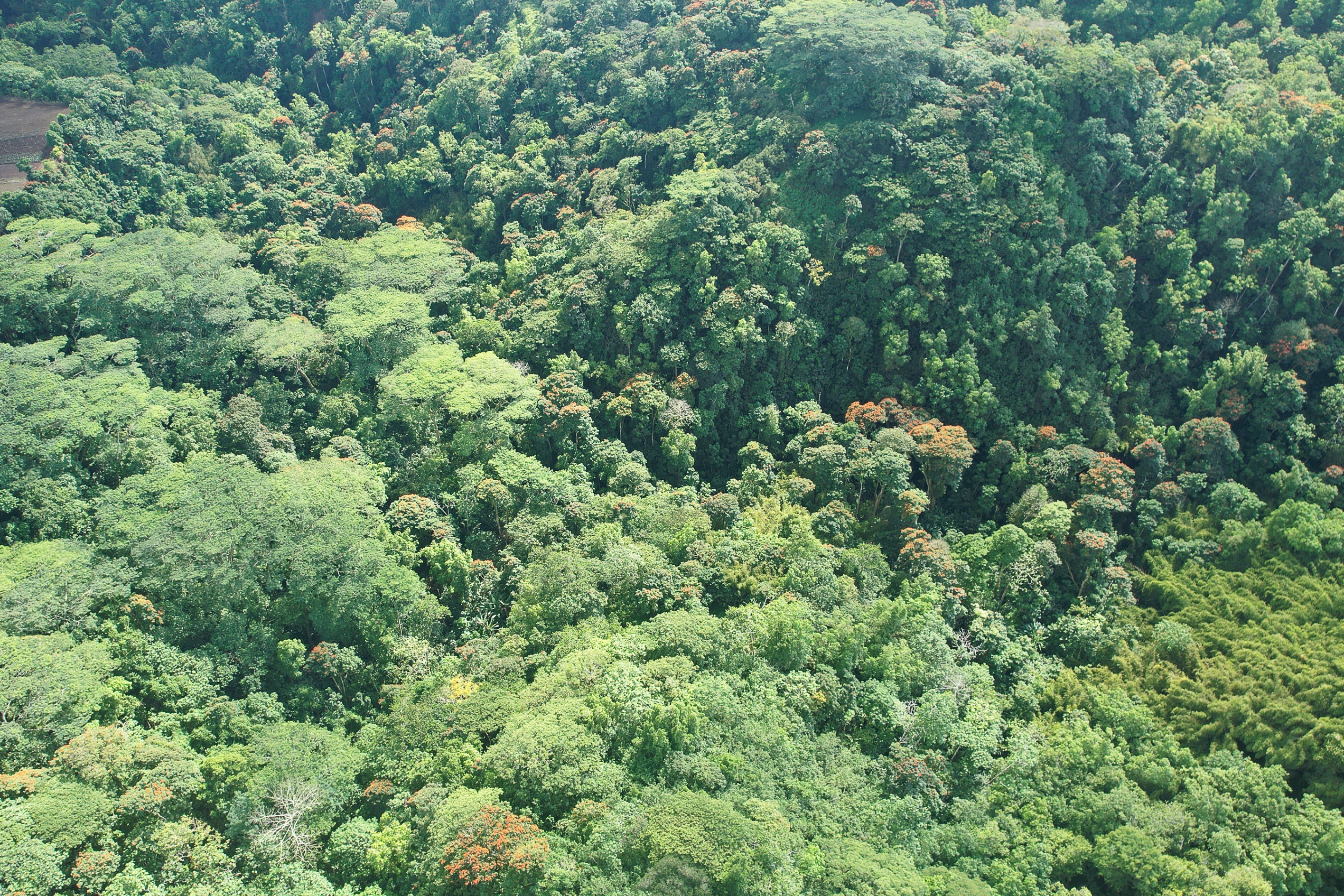  Tahiti - Afaahiti - Exceptional land surrounded by nature - 物件實景