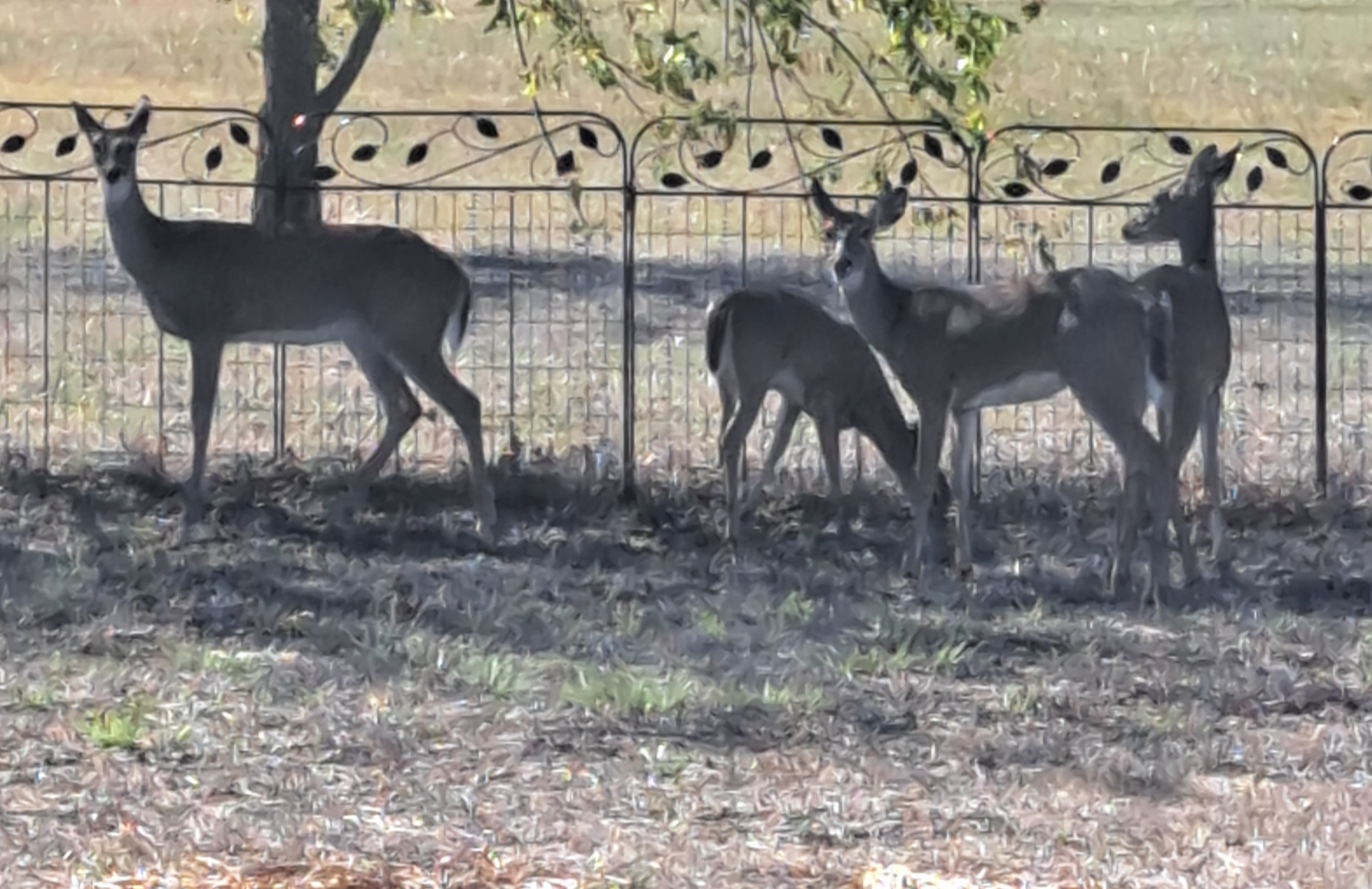 Decatur, Texas, 76234, United States, 3 Bedrooms Bedrooms, ,2 BathroomsBathrooms,Residential,For Sale,1981481