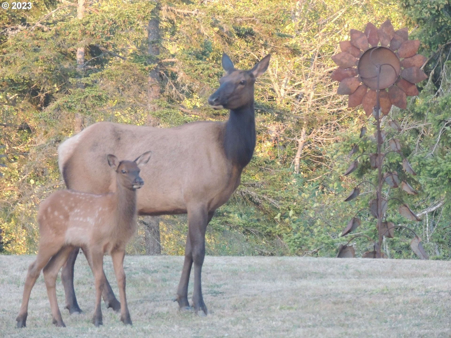 35606 COY CREEK RD, Gold Beach, Oregon, 97444, United States, 2 Bedrooms Bedrooms, ,1 BathroomBathrooms,Residential,For Sale,35606 COY CREEK RD,1301922
