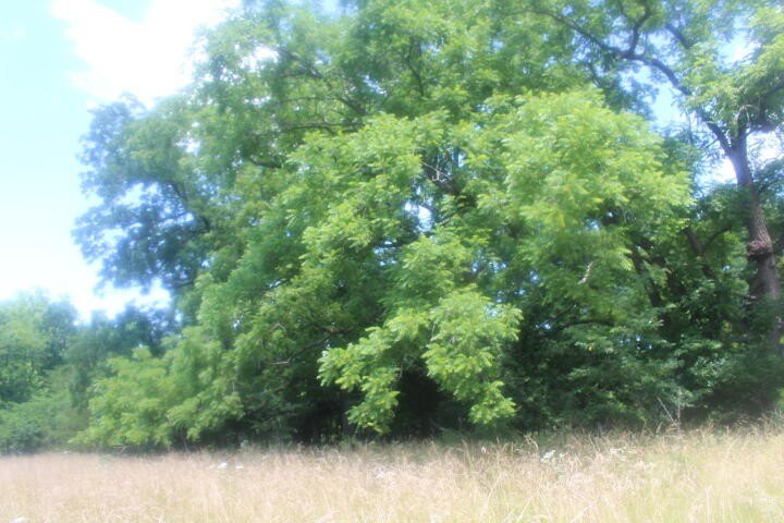 Polk, Missouri, 65727, United States, ,Land,For Sale,1980569