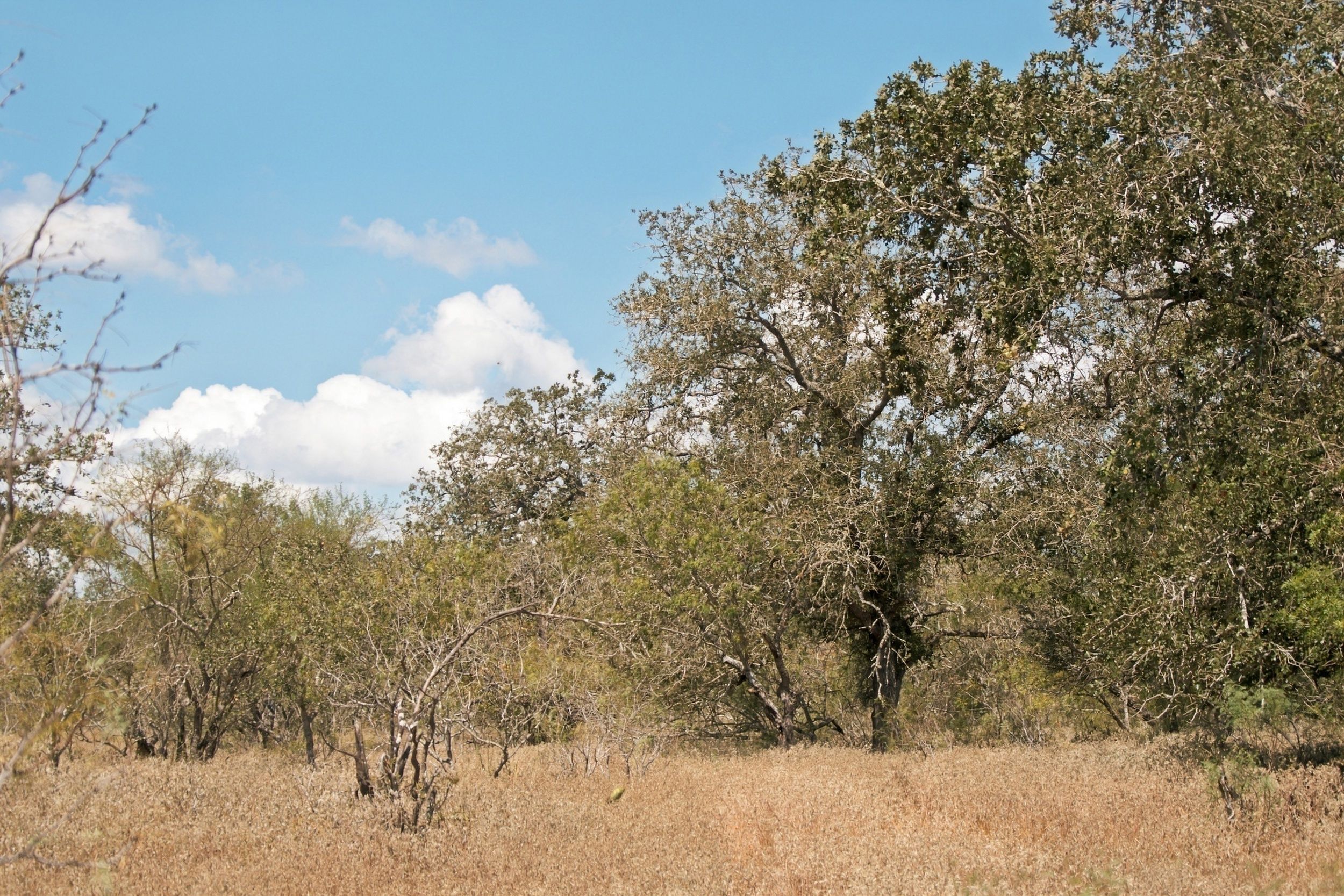  186+/- Acre Post Oak Hill Ranch - 物件實景