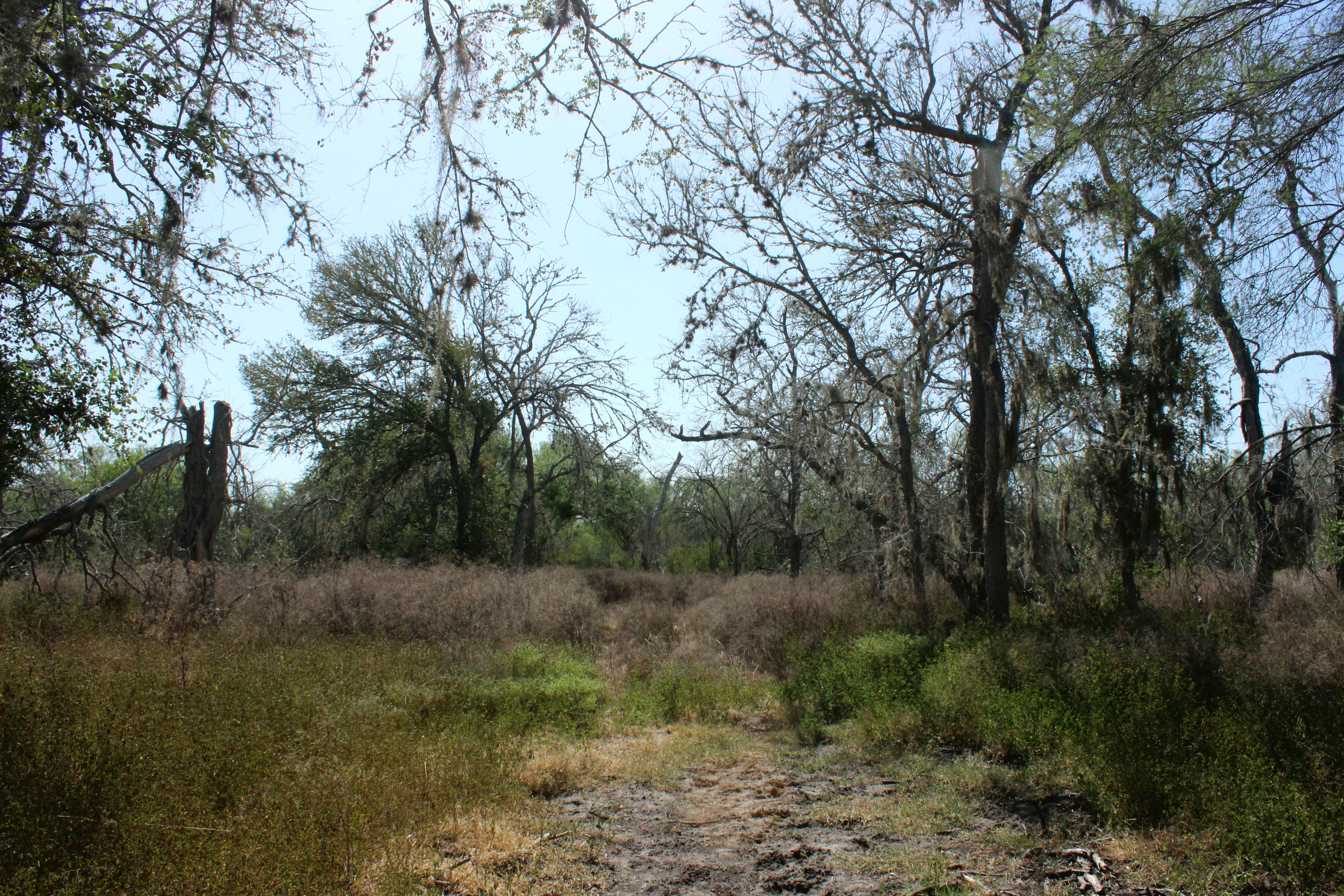  1,947-Acre Neuces West Ranch - 物件實景