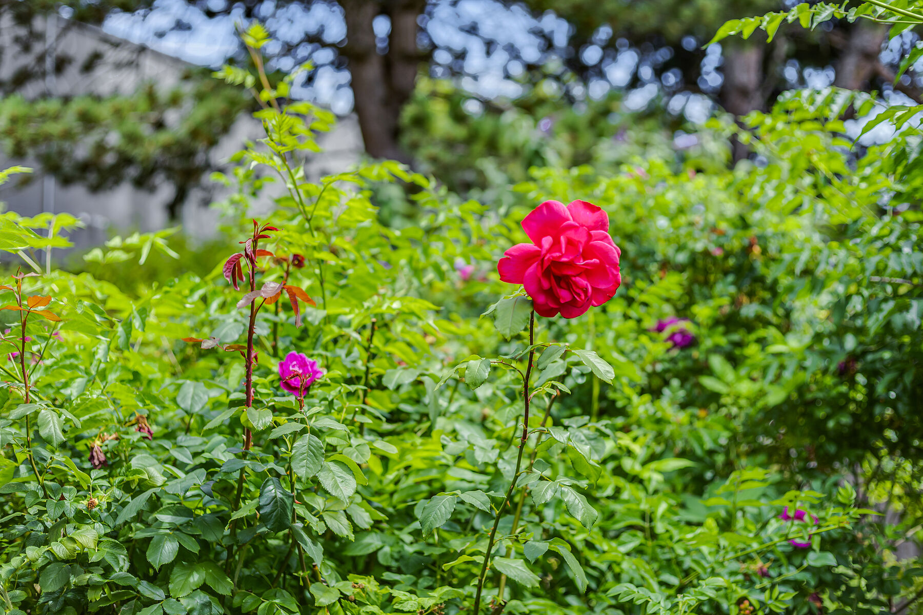  Summerwood Estates - 物件實景