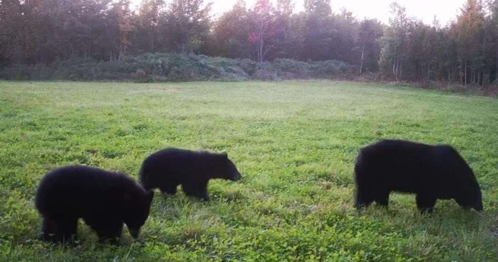 Charleston, Vermont, 05872, United States, ,Land,For Sale,1979241