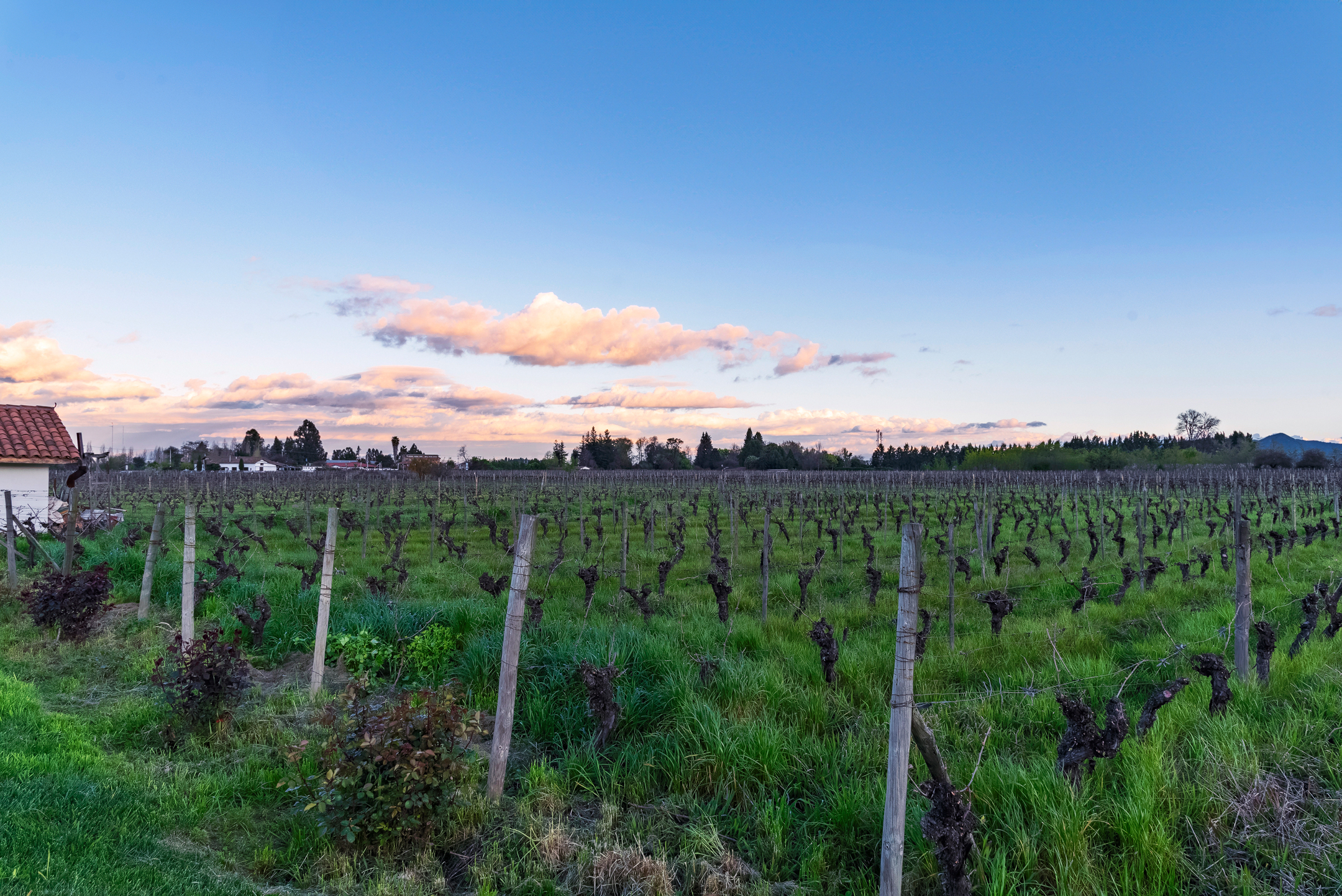  Chilean colonial-style mansion in a 3.3-hectare vineyard in Santa Cruz. - 物件實景