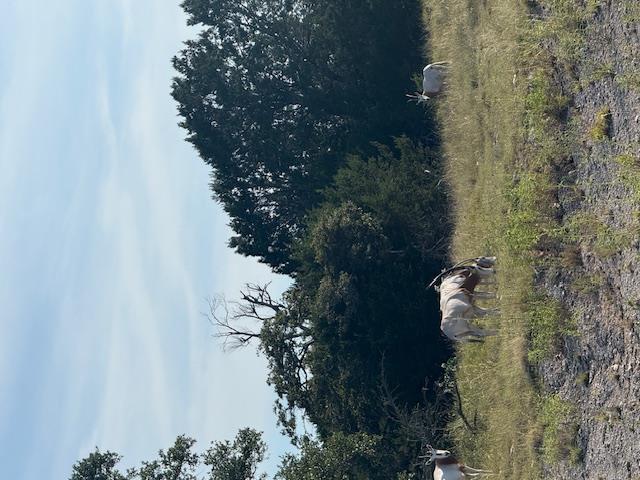 Fredericksburg, Texas, 78624, United States, 3 Bedrooms Bedrooms, ,2 BathroomsBathrooms,Residential,For Sale,1984349
