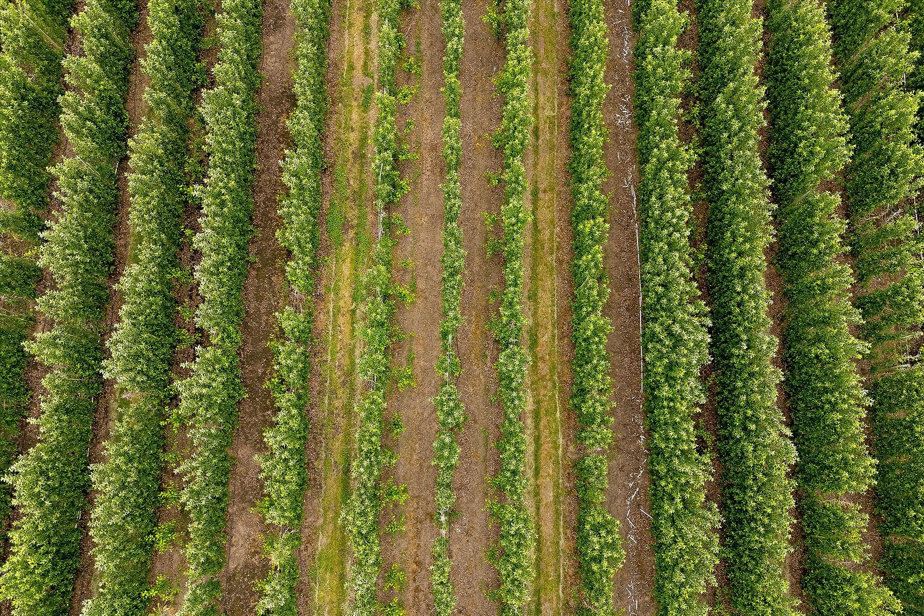  Ellison Acreage - 物件實景
