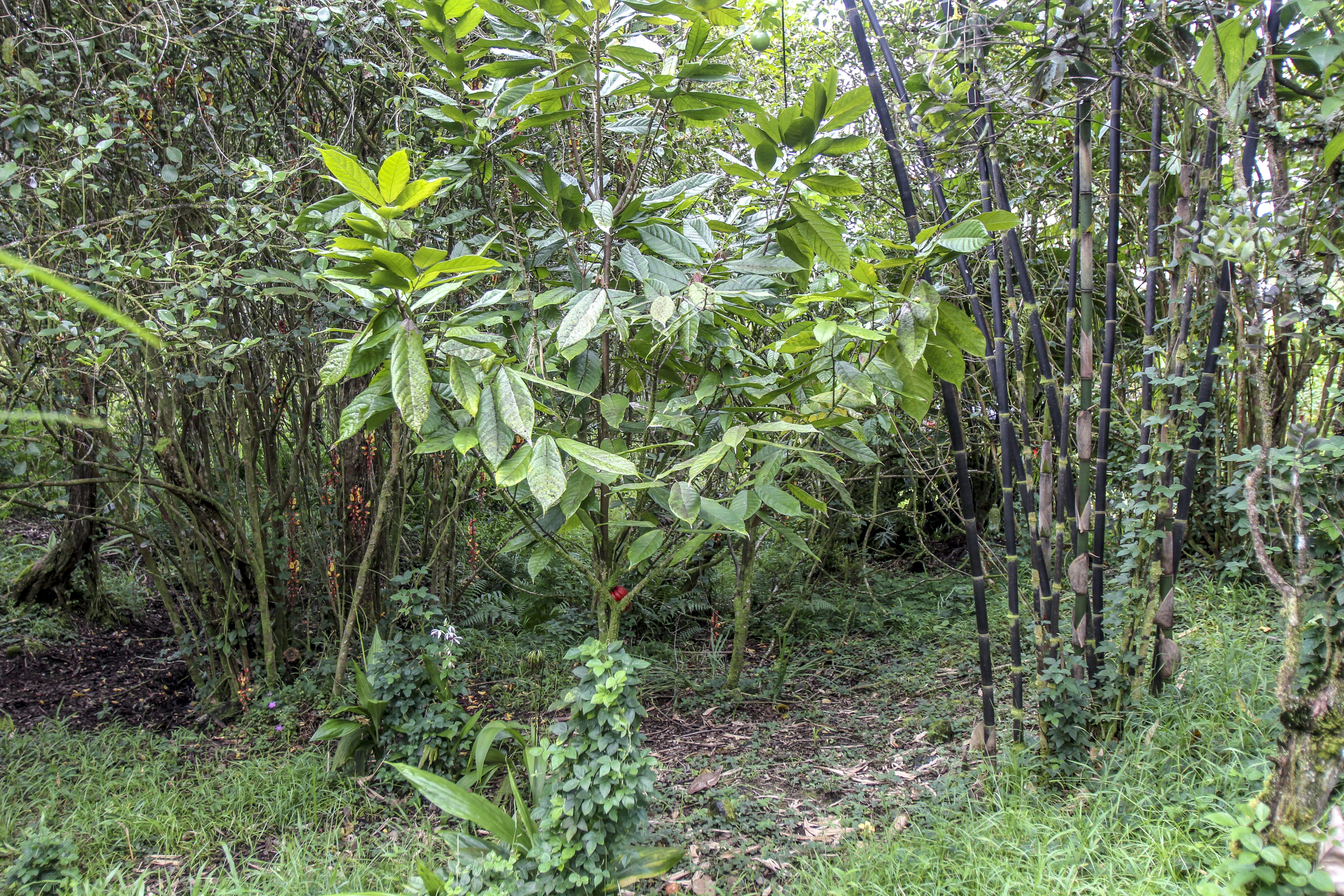  16-1517 Poouli Rd, Kurtistown, HI, 96760 - 物件實景